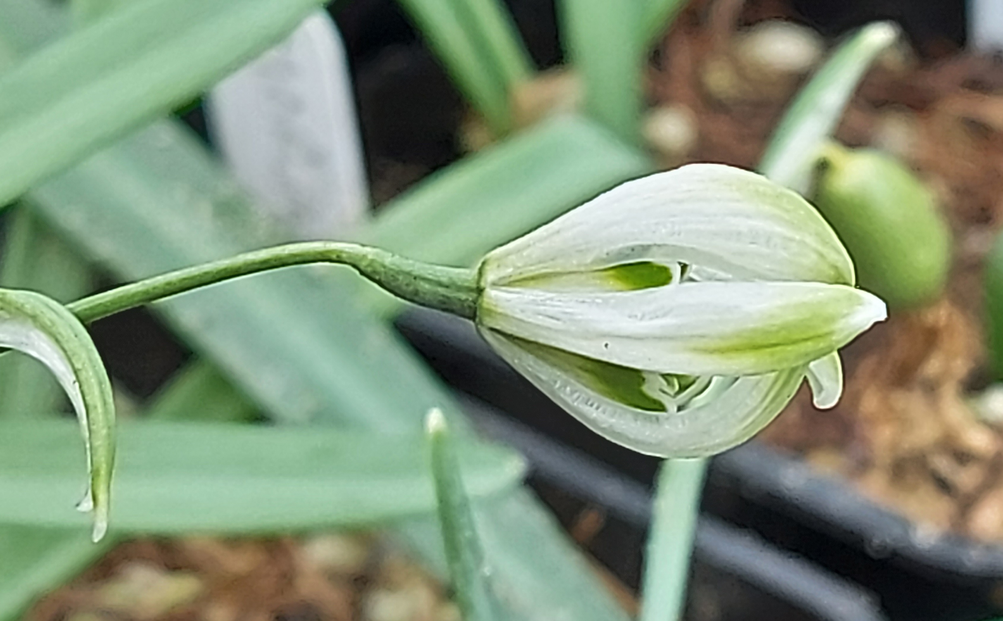 Galanthus Mordred