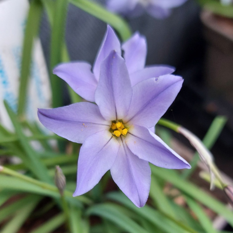 Ipheion Charlotte Bishop