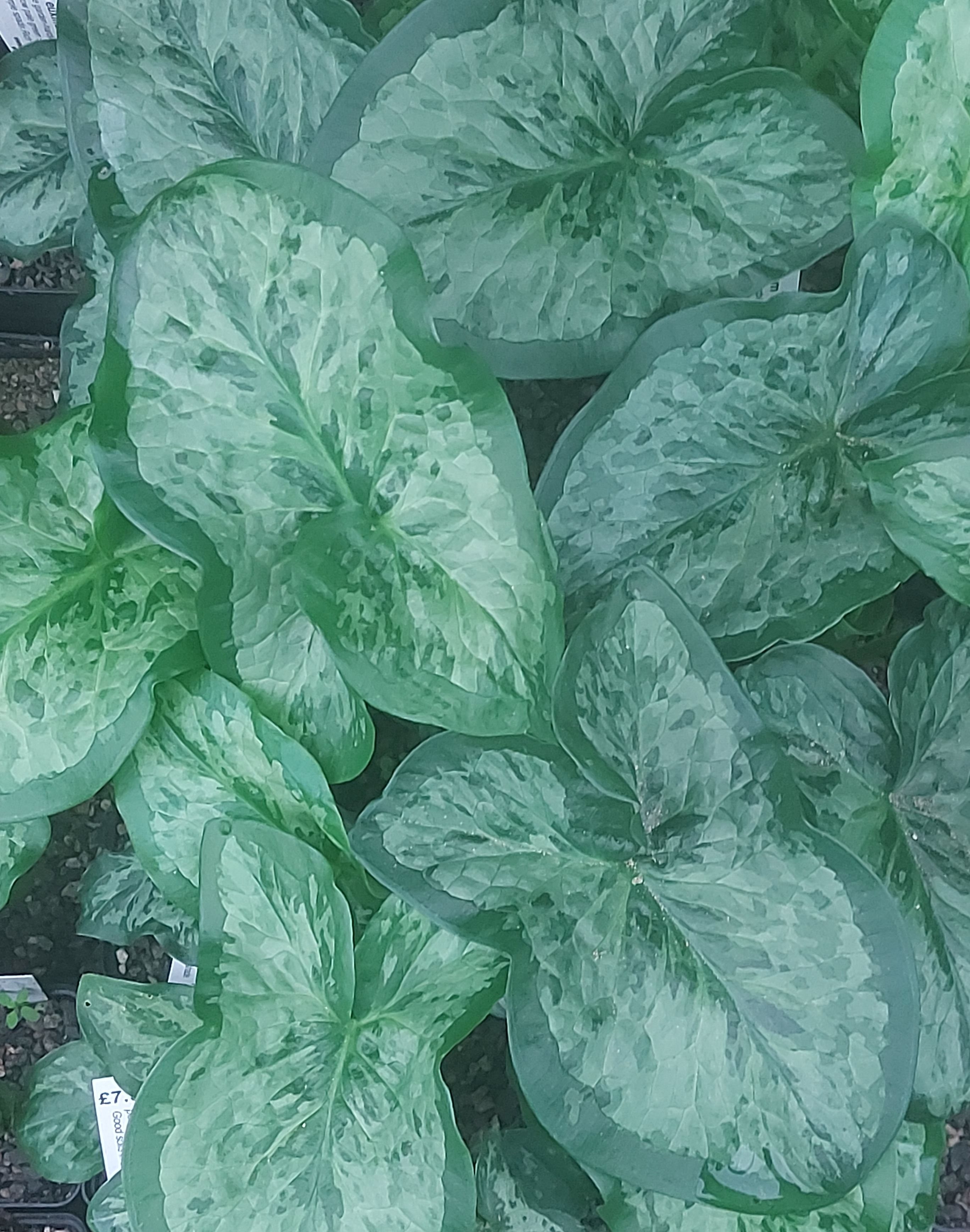 Arum italicum Green Marble
