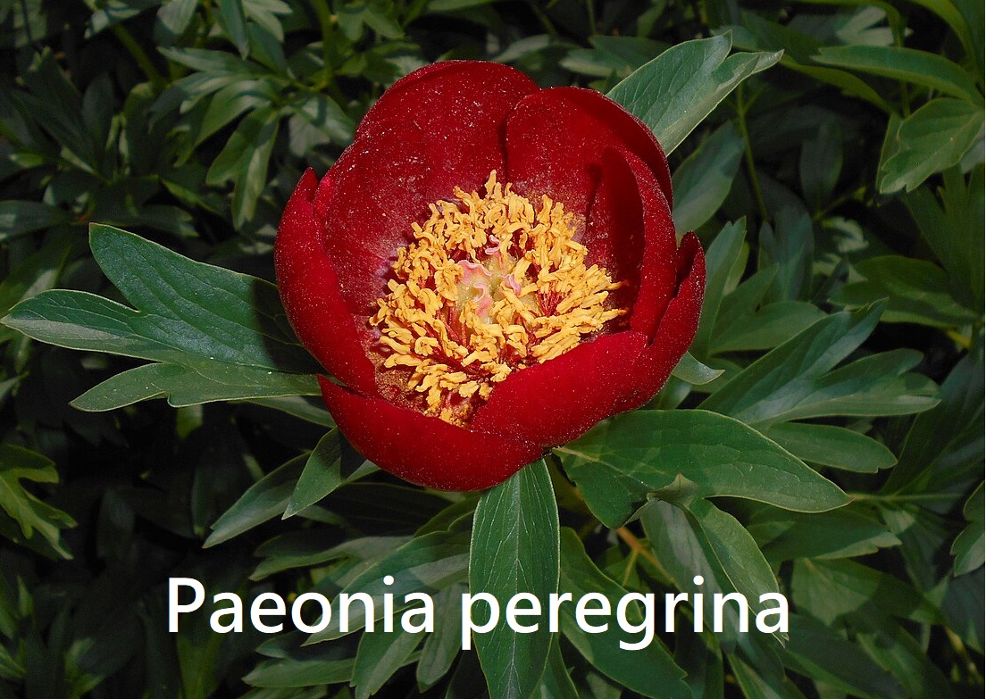 Paeonia peregrina