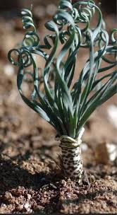 Gethyllis britteniana