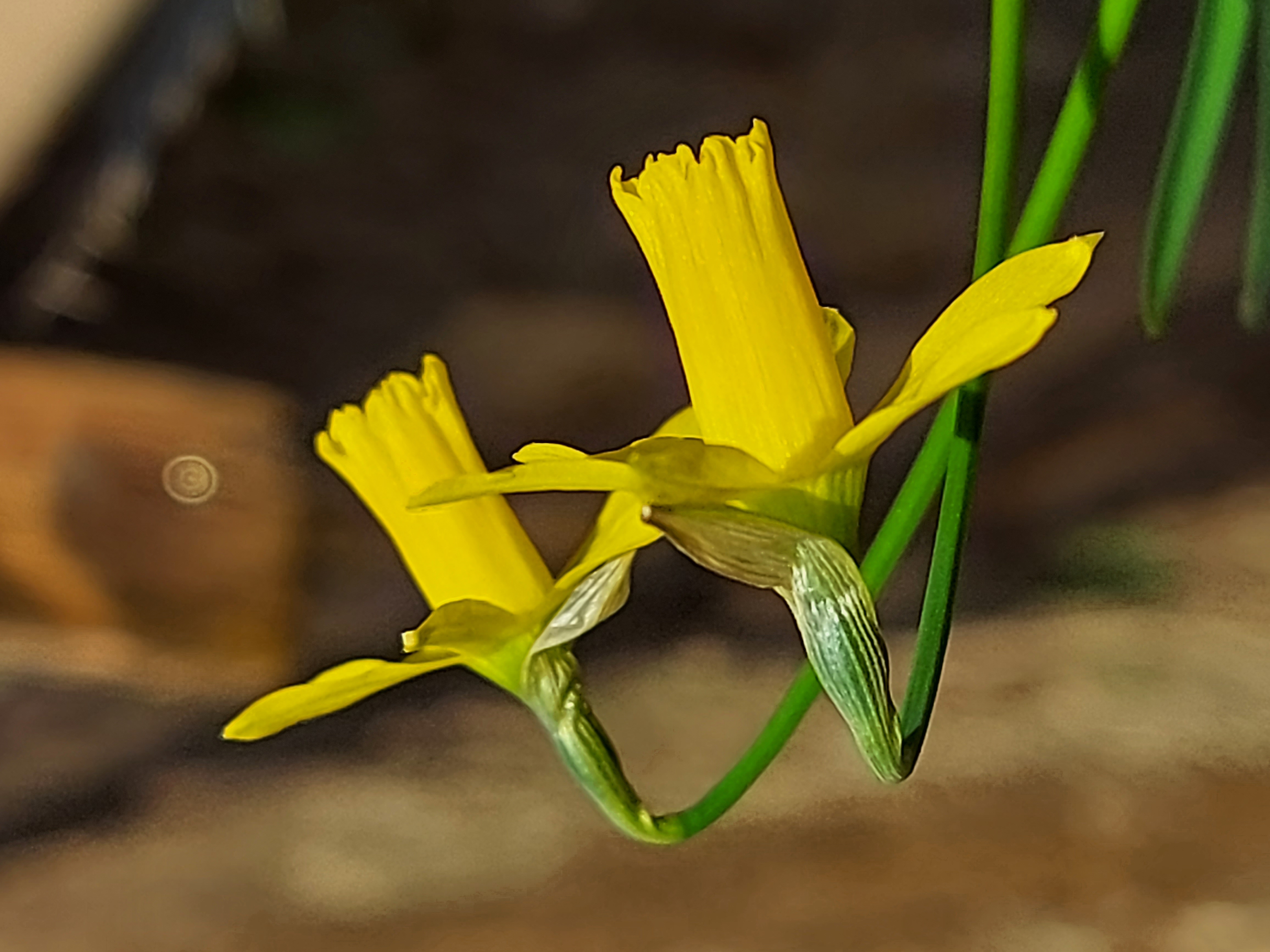 Narcissus Minicycla