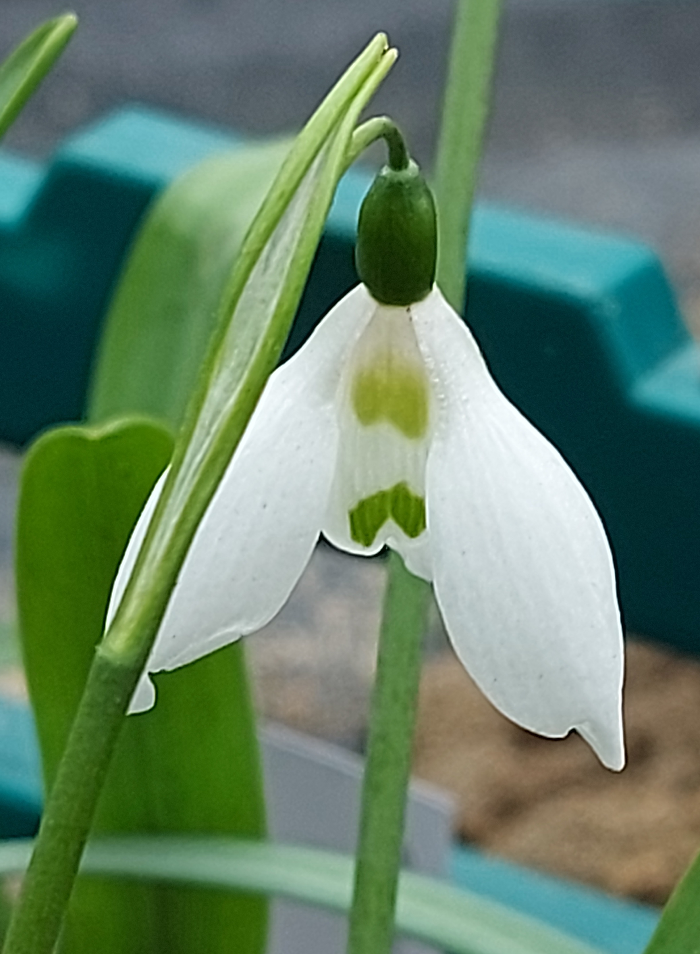 Galanthus Scaramouche