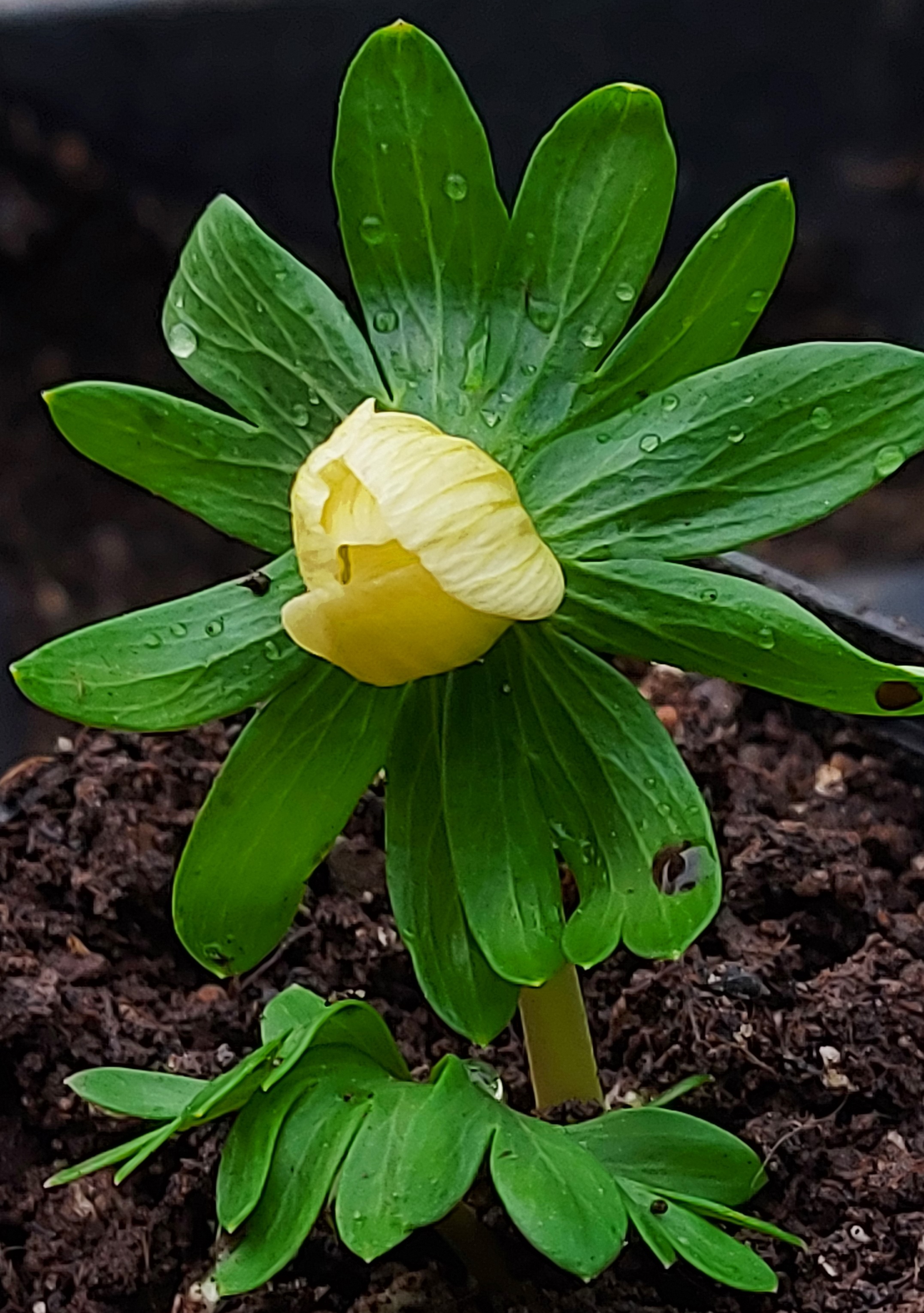 Eranthis Pauline