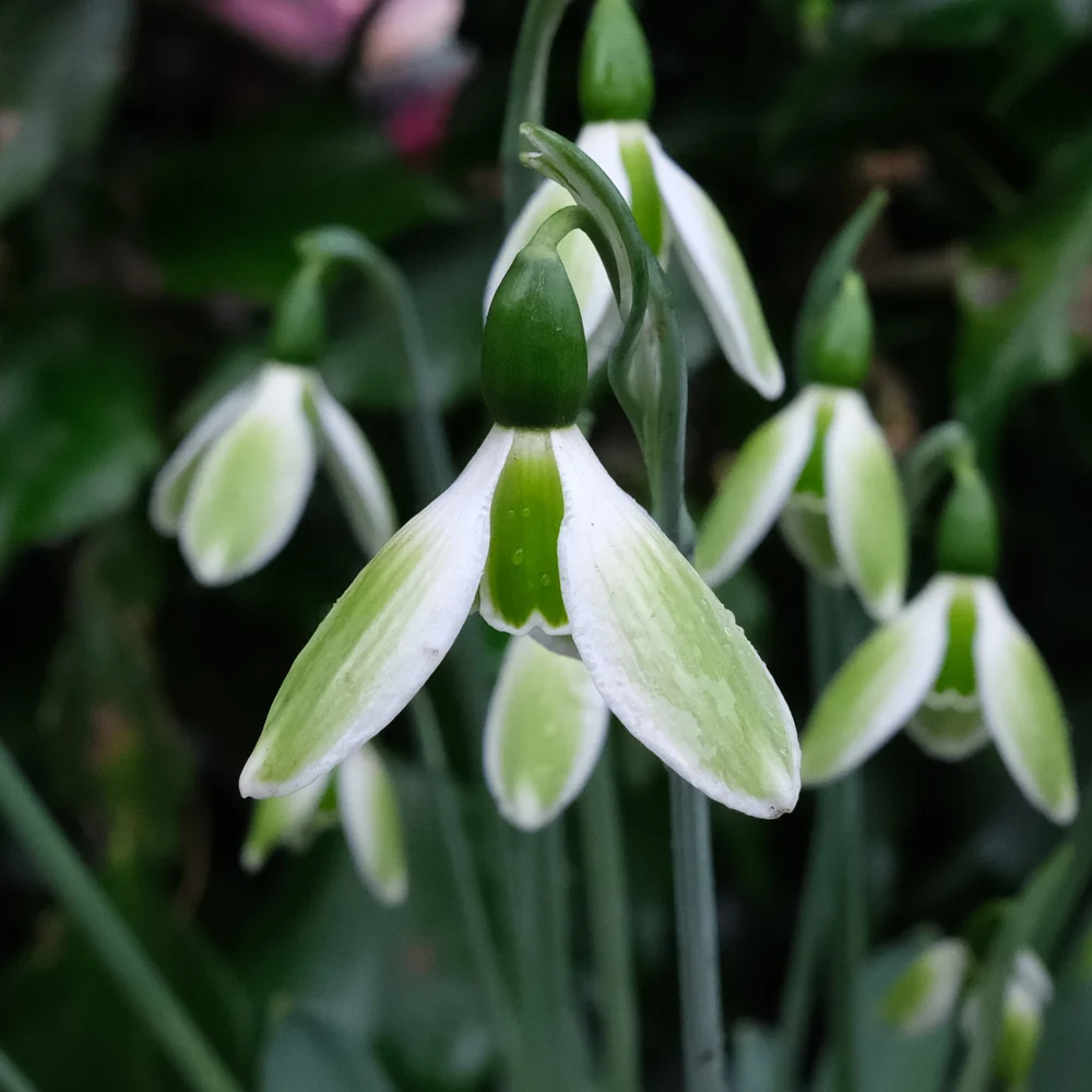 Galanthus York Minster
