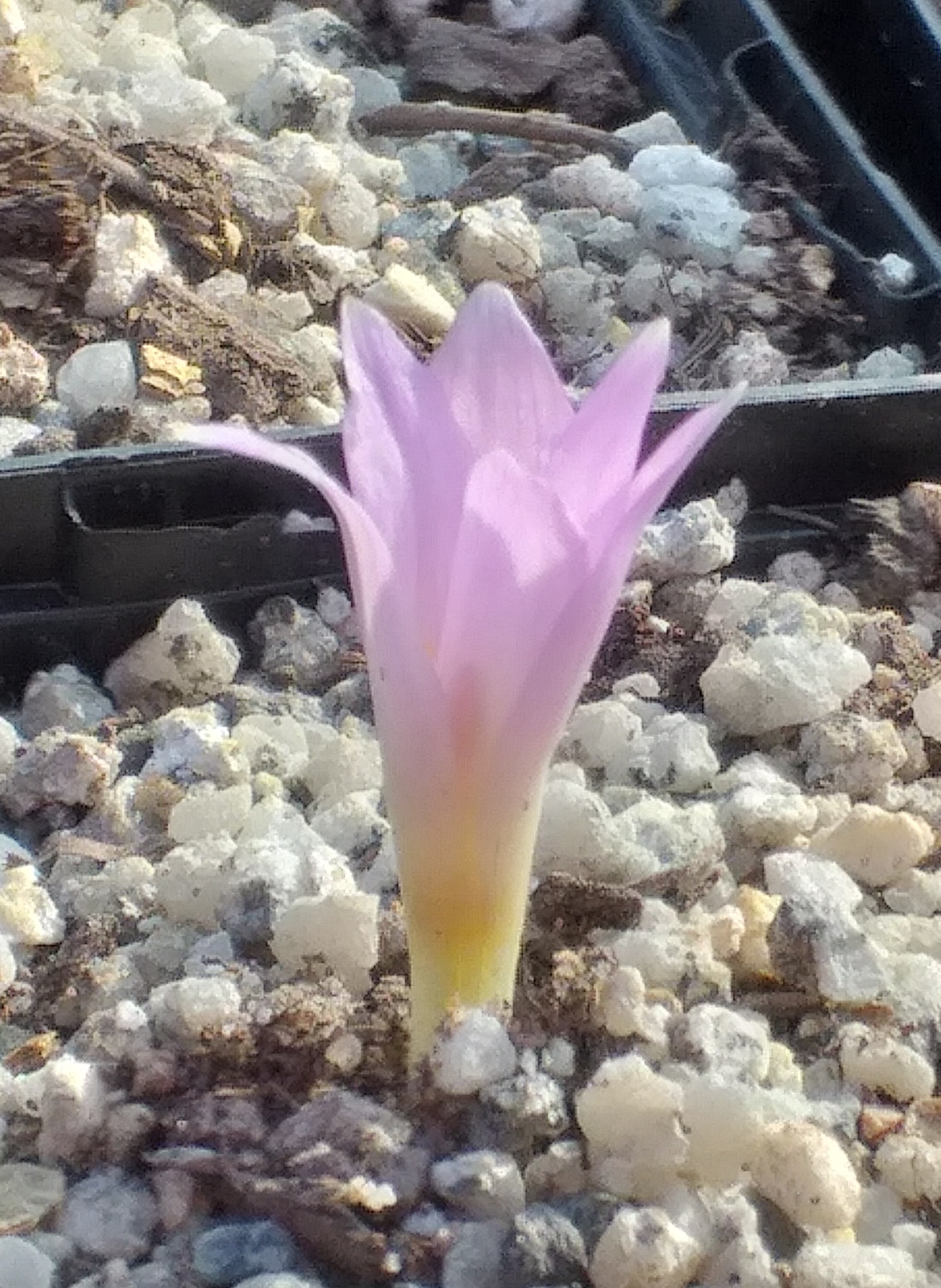 Colchicum cupanii pulverulentum