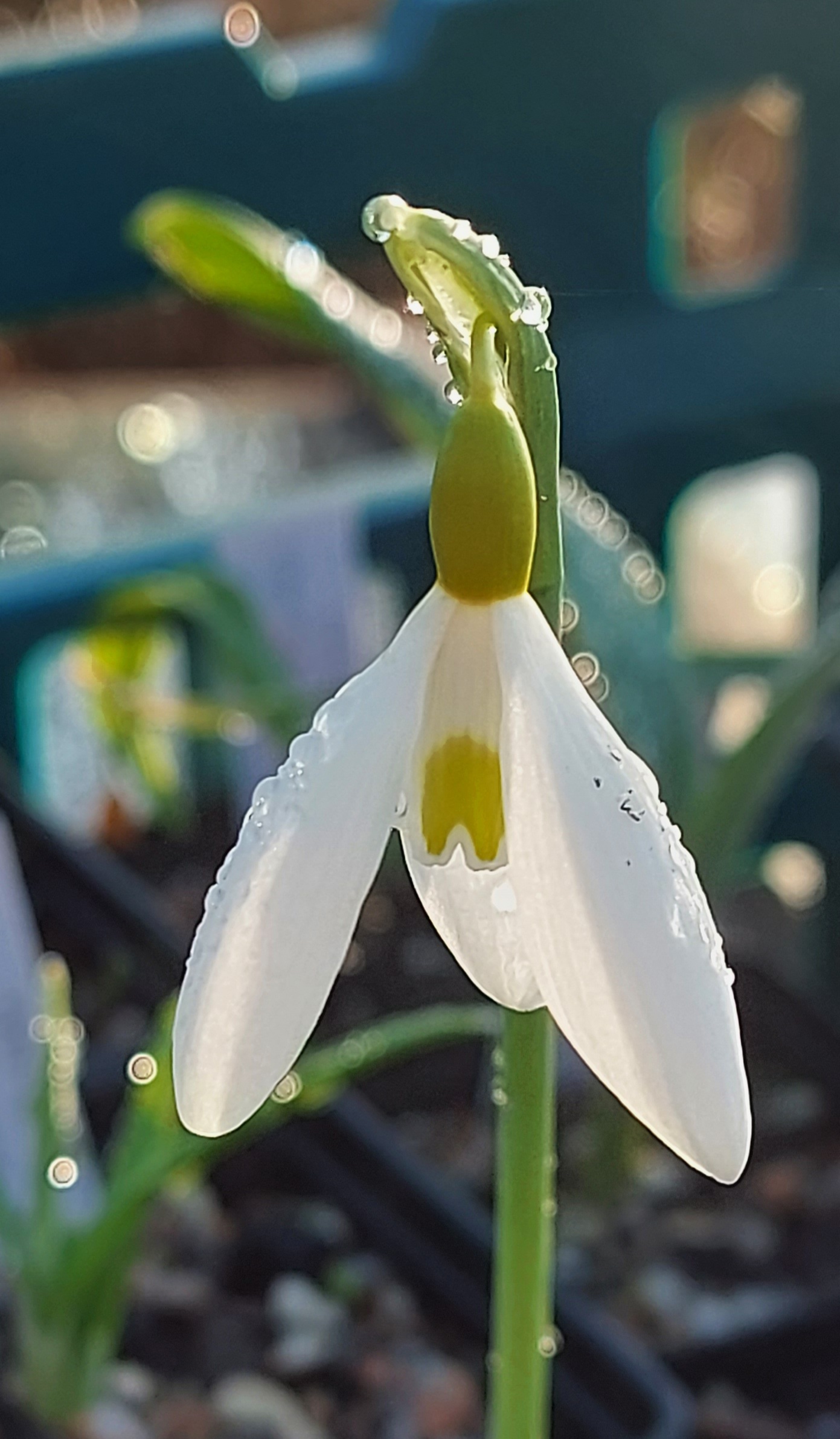 Galanthus Wandlebury Ring