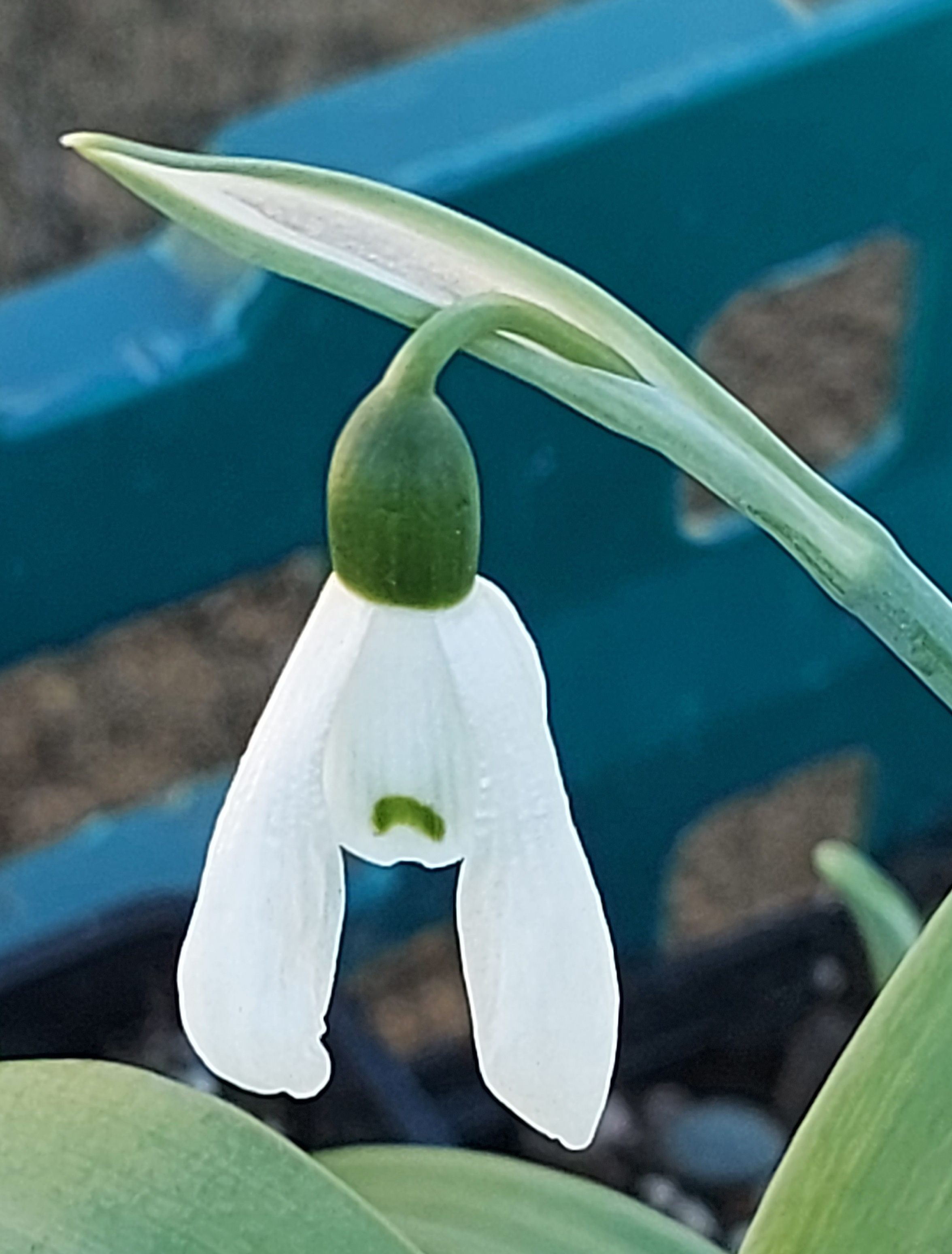 Galanthus Madame Benedict