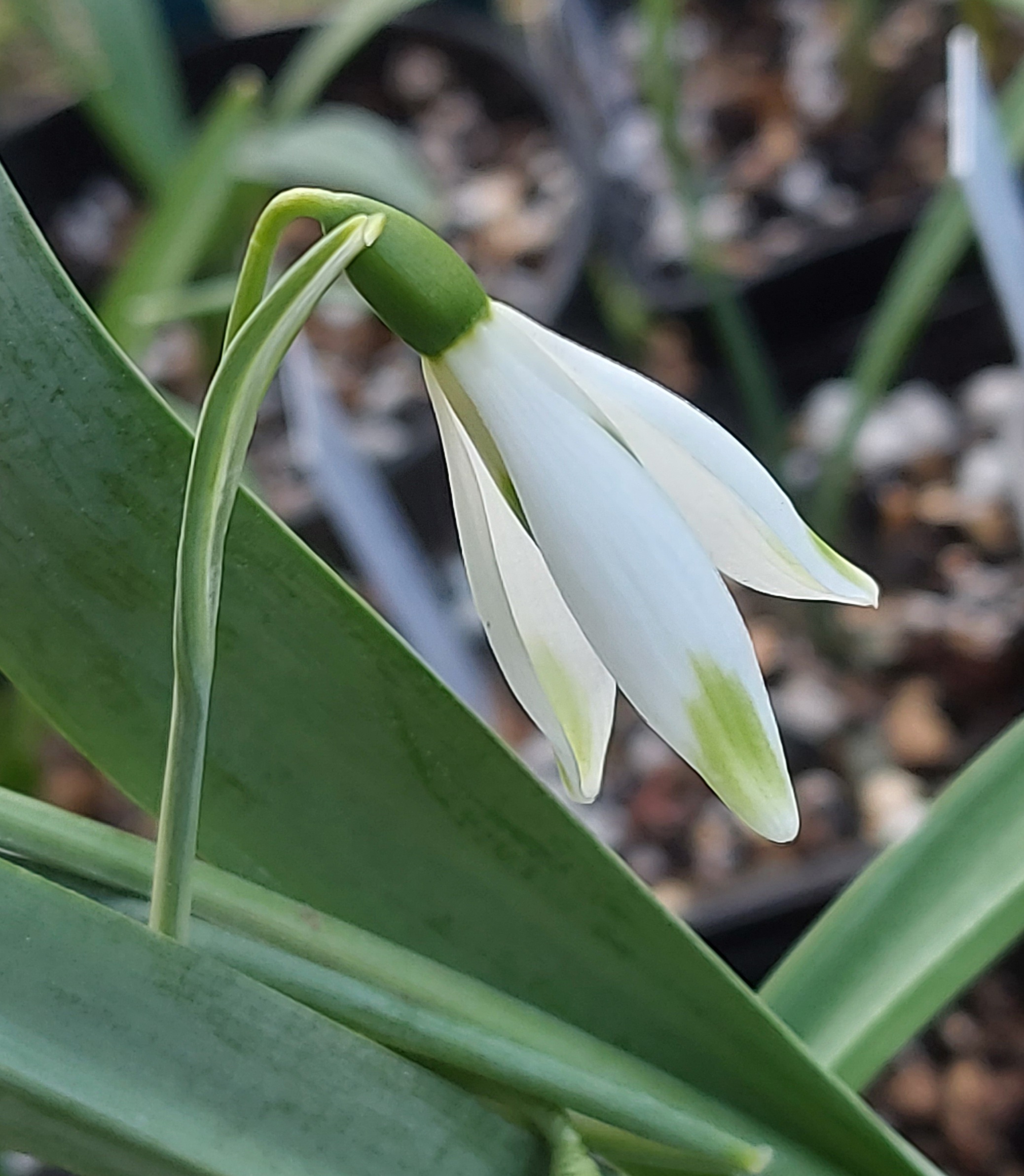 Galanthus Sir Henry BC