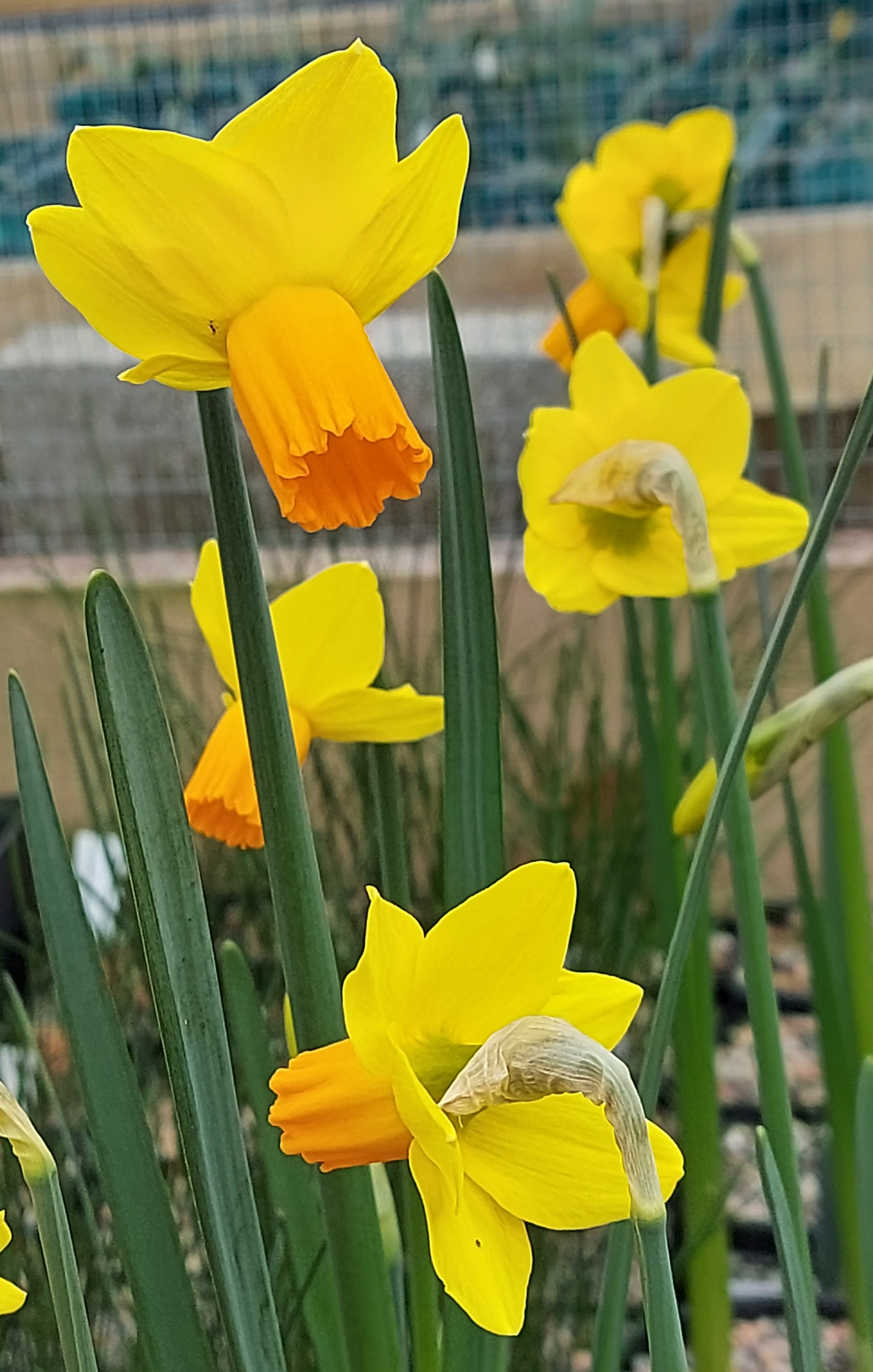 Narcissus Right Stuff