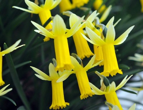 Narcissus cyclamineus x Bowles Early Sulphur