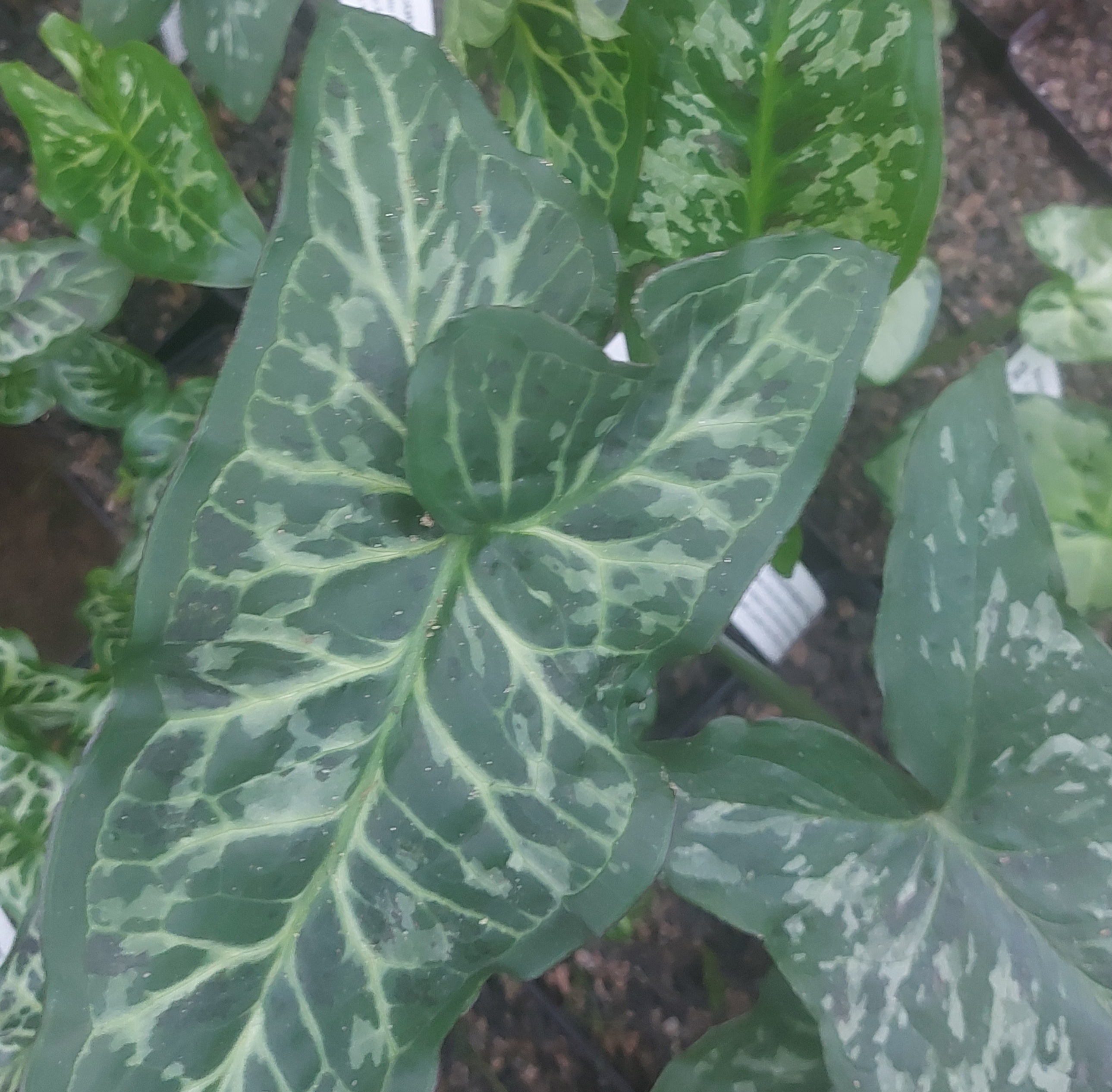 Arum concinnatum Mt Ida Form