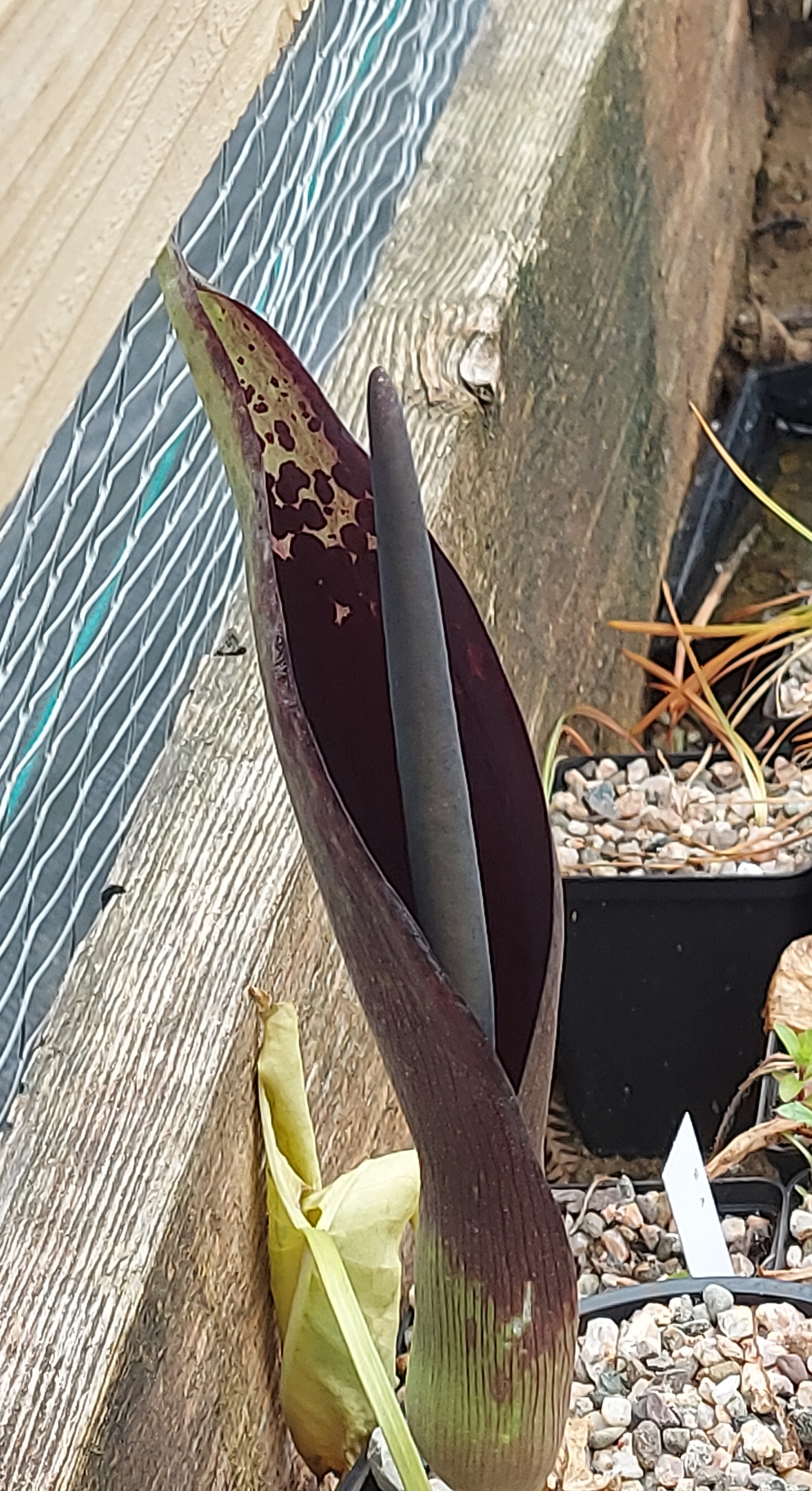 Arum dioscoridis ssp dioscoridis