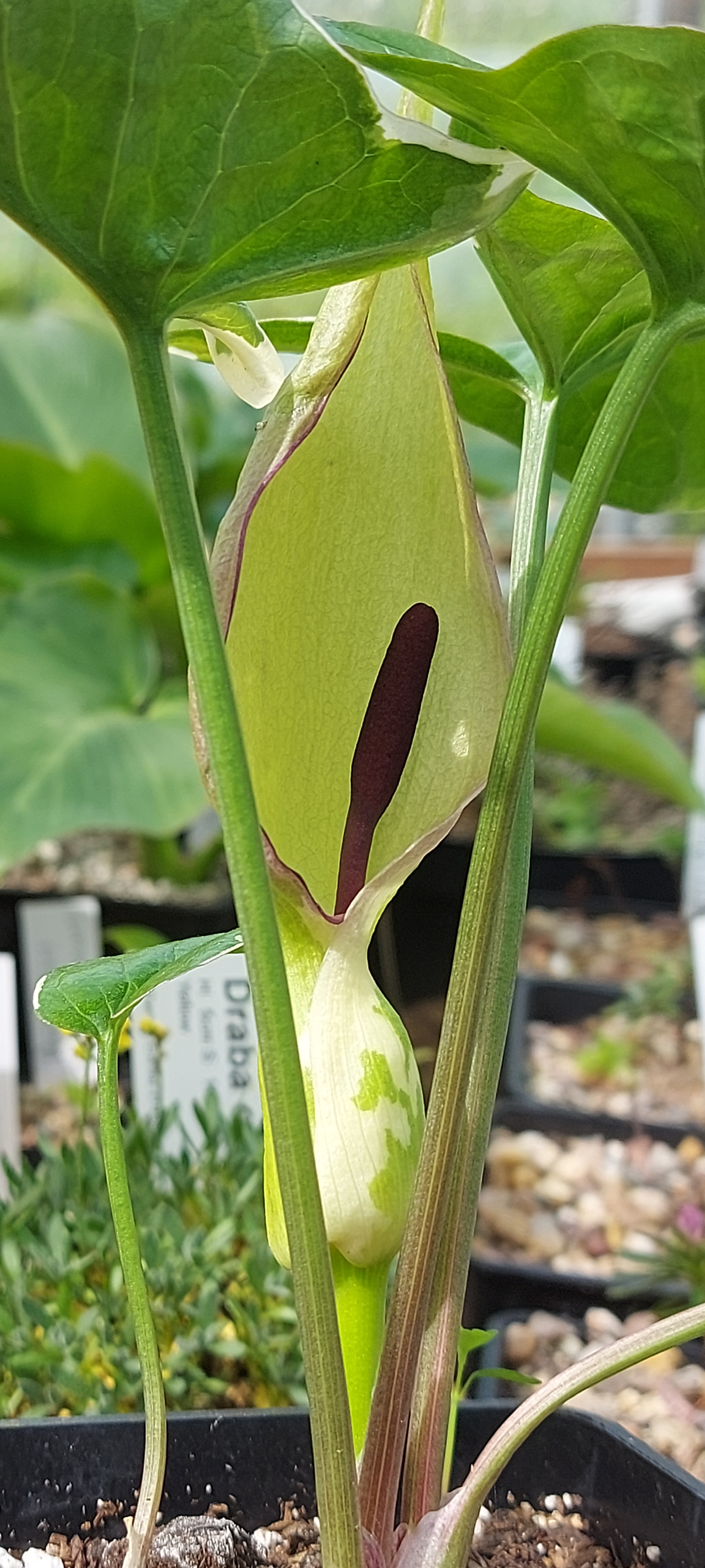 Arum maculatum Lady of Devon