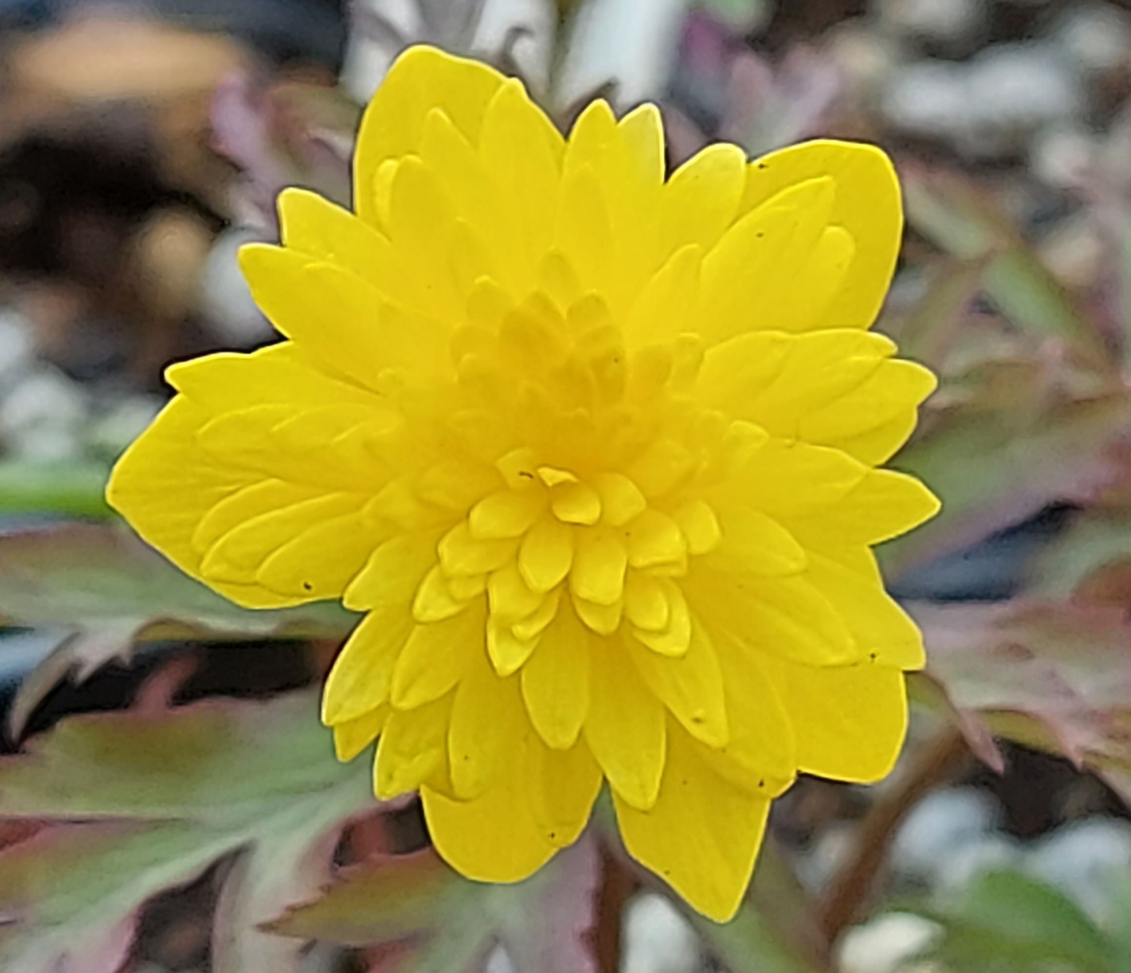 Anemone ranunculoides Anne