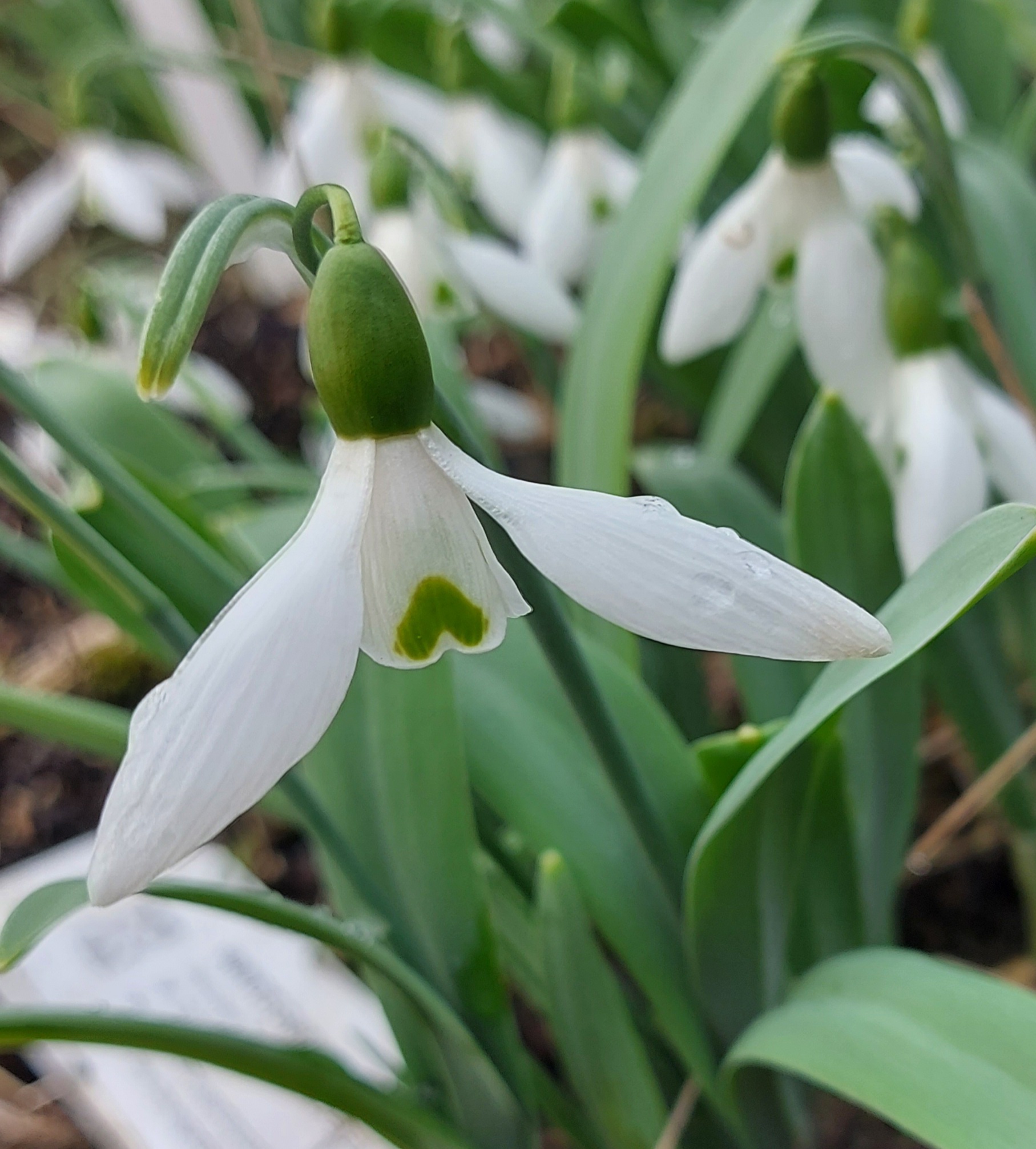 Galanthus John Nash