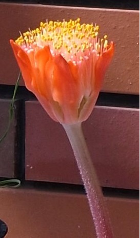Haemanthus dasyphyllus