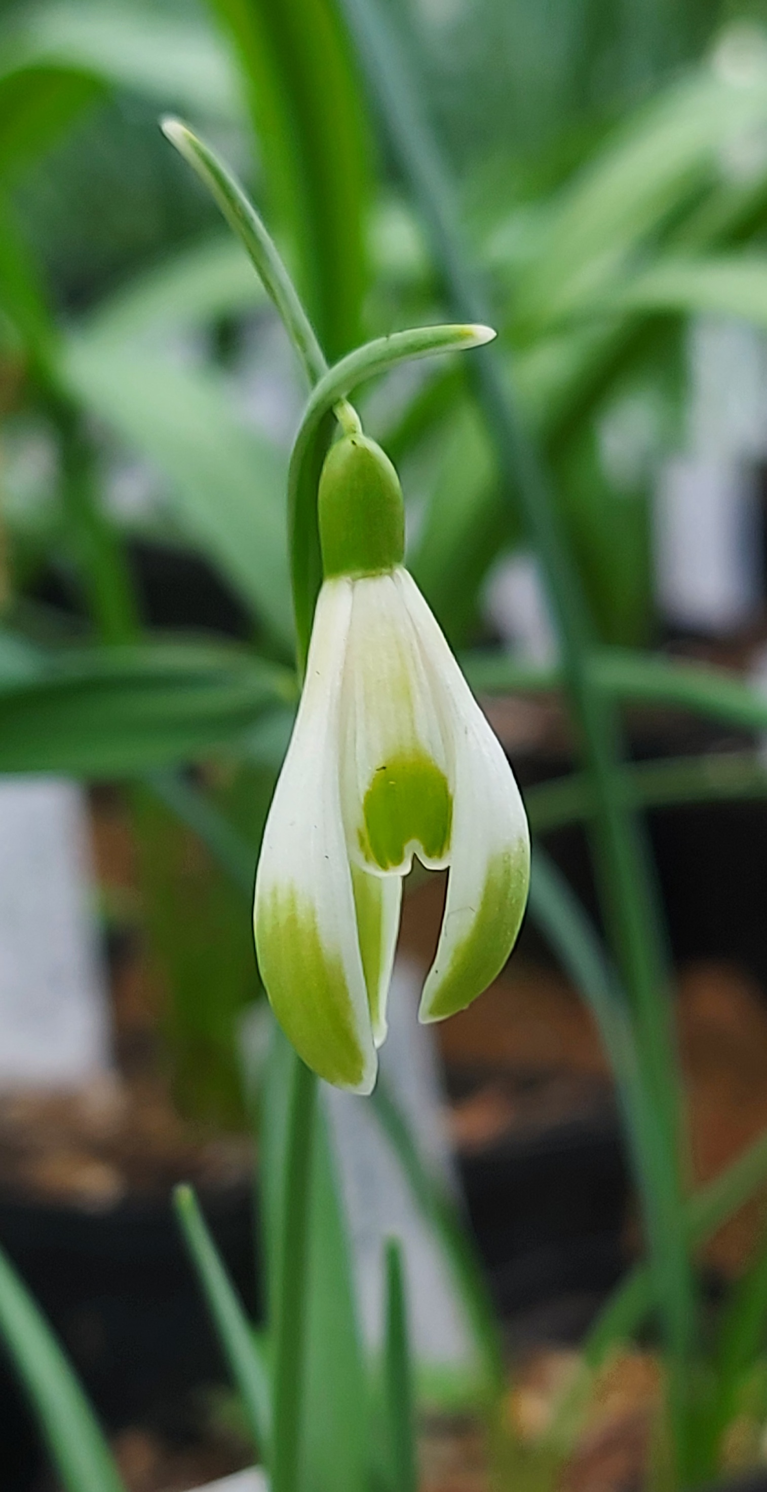 Galanthus nivalis Gwen