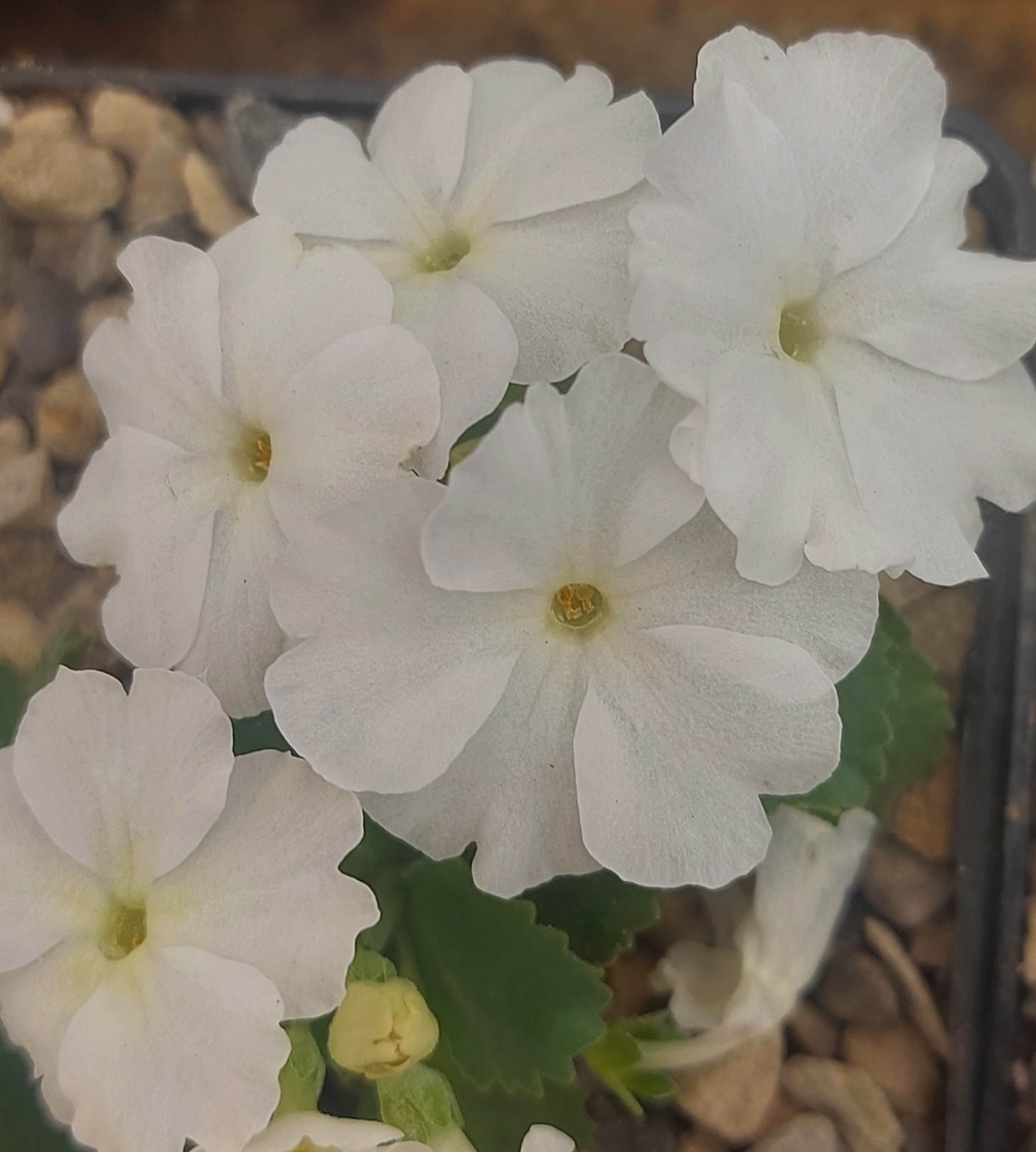 Primula x Blindsee