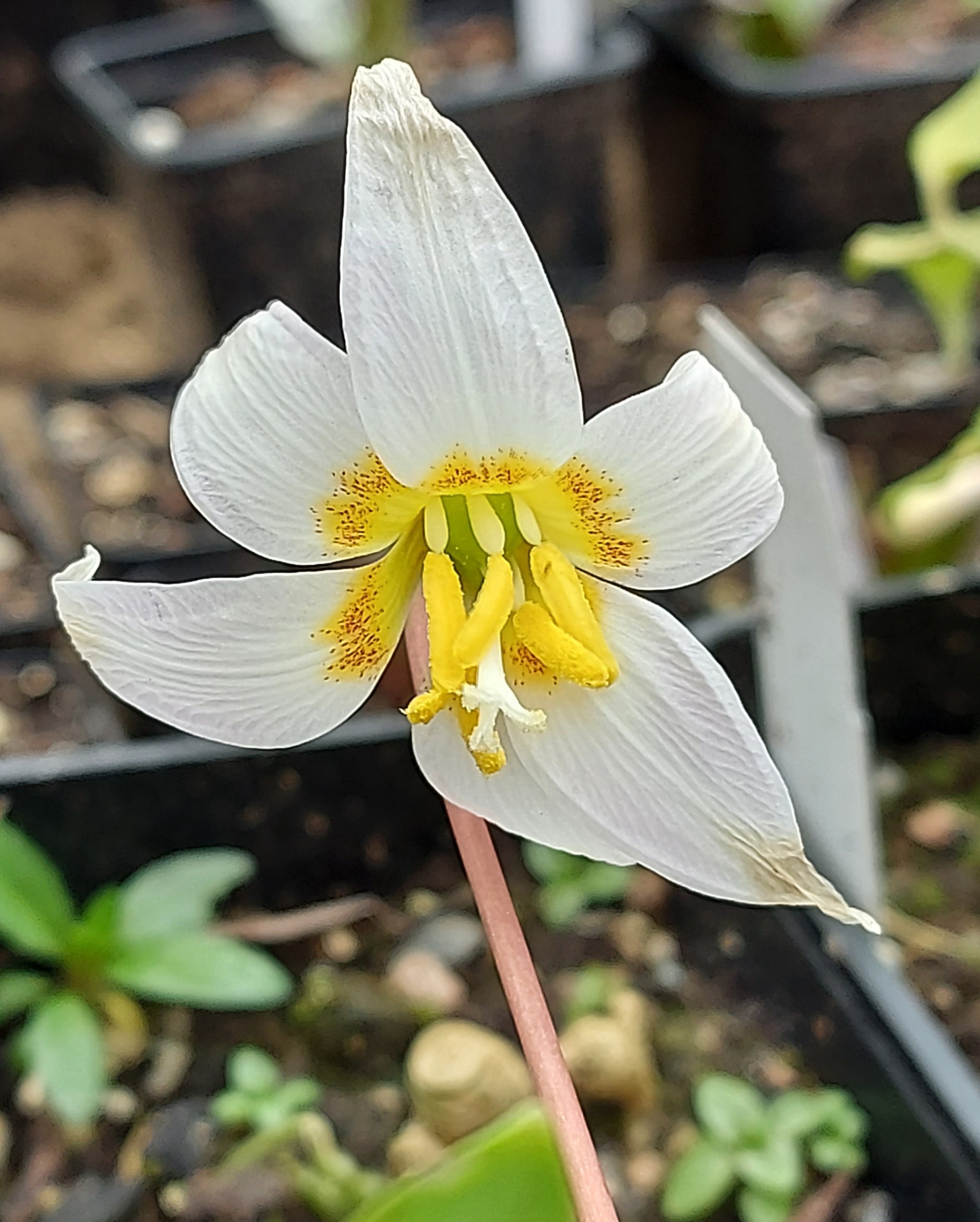 Erythronium caucasicum