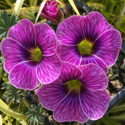 Oxalis enneaphylla Slacks Peacock