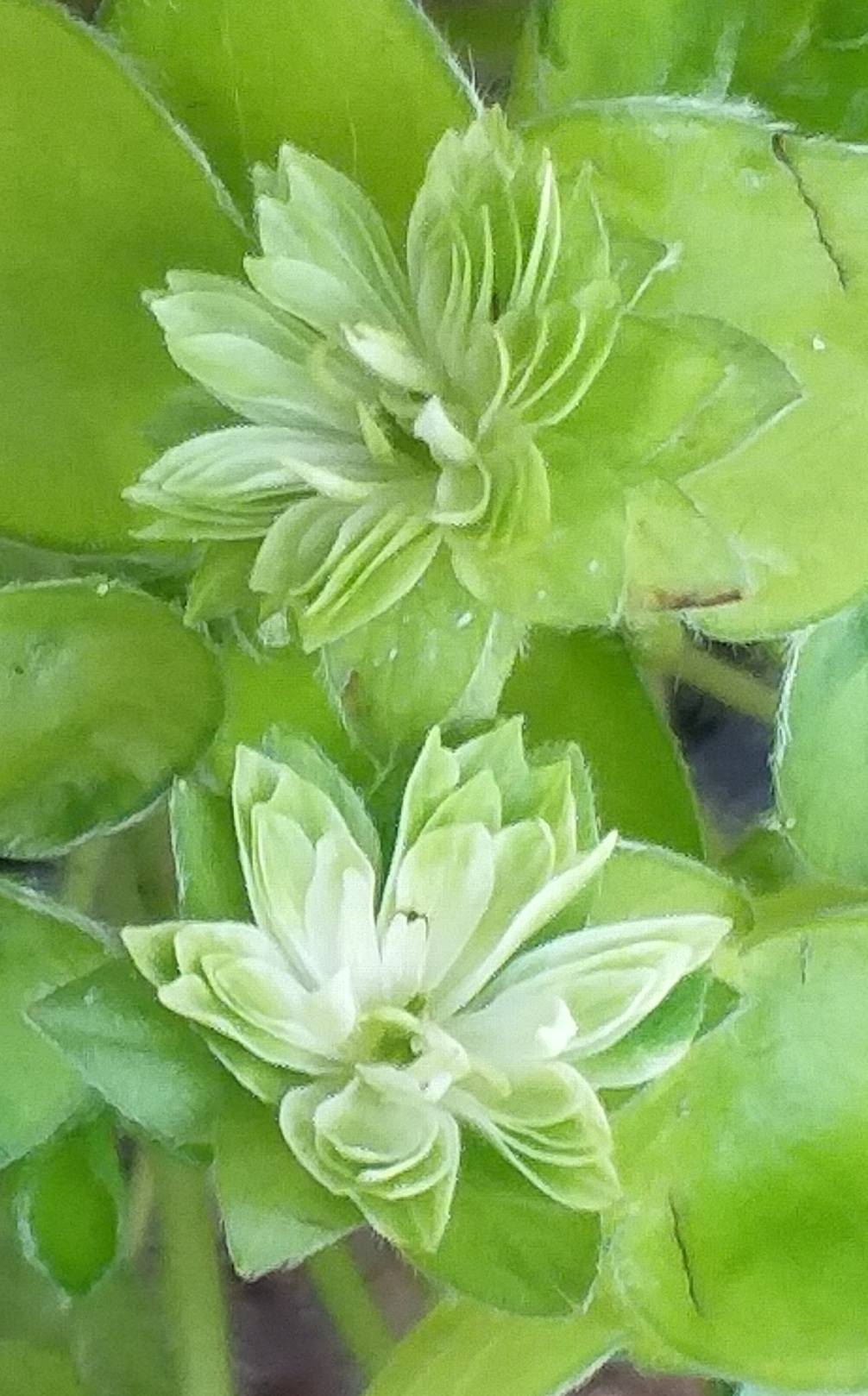 Hepatica japonica Ryoku Un