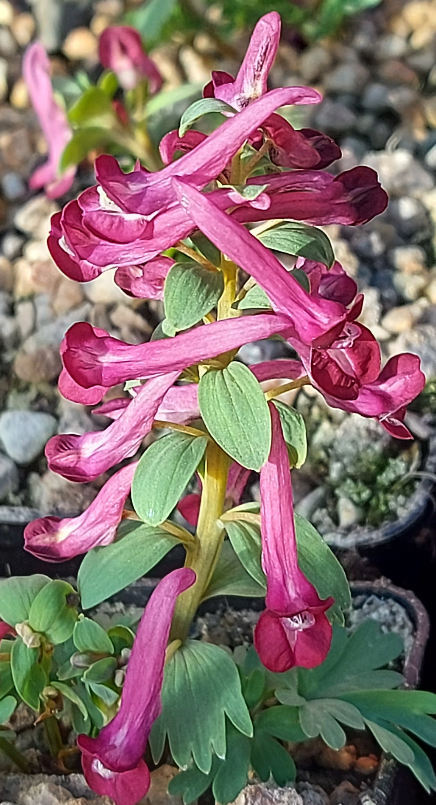 Corydalis solida Boyar