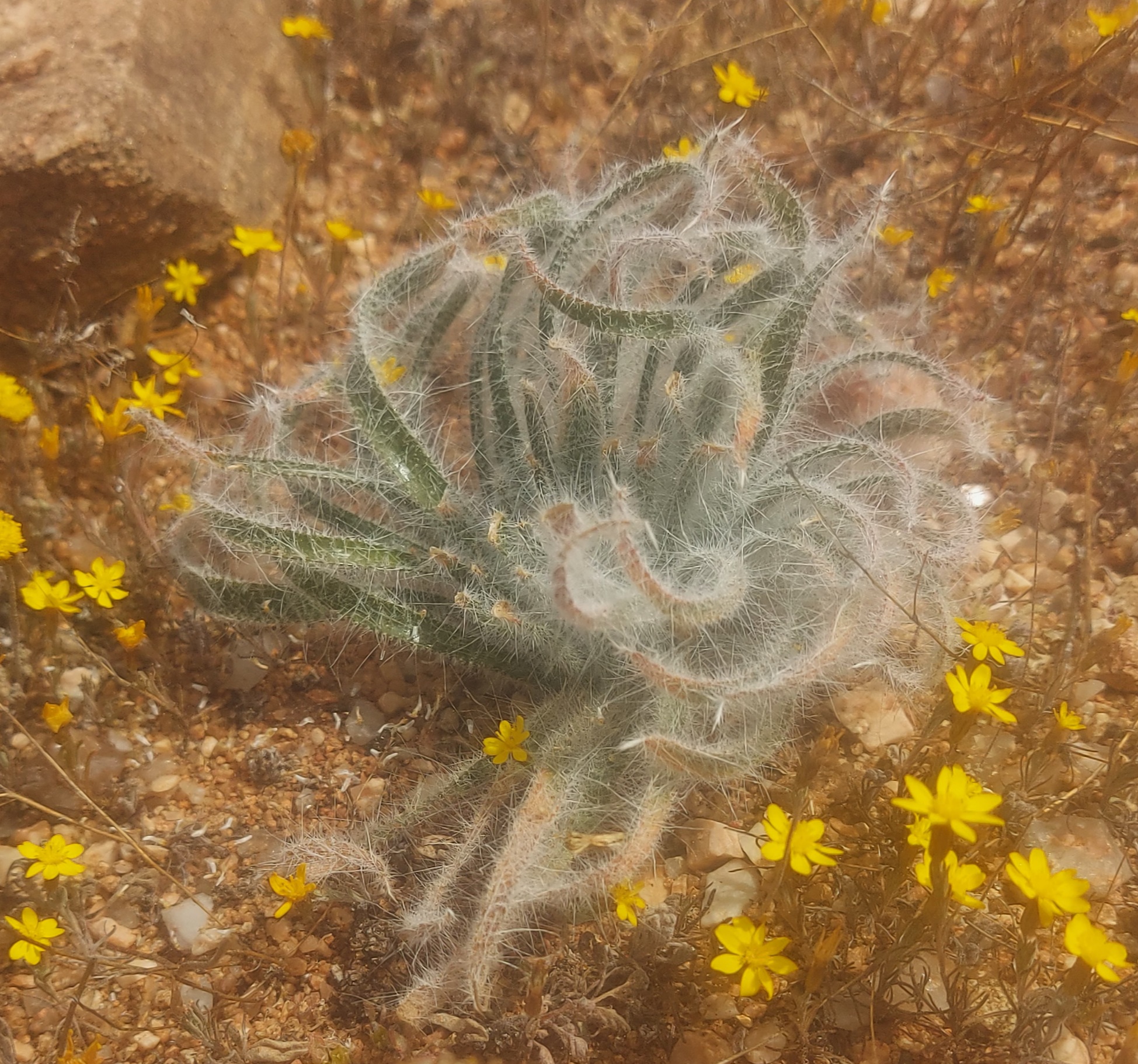 Gethyllis villosa Wide Curly Leaf