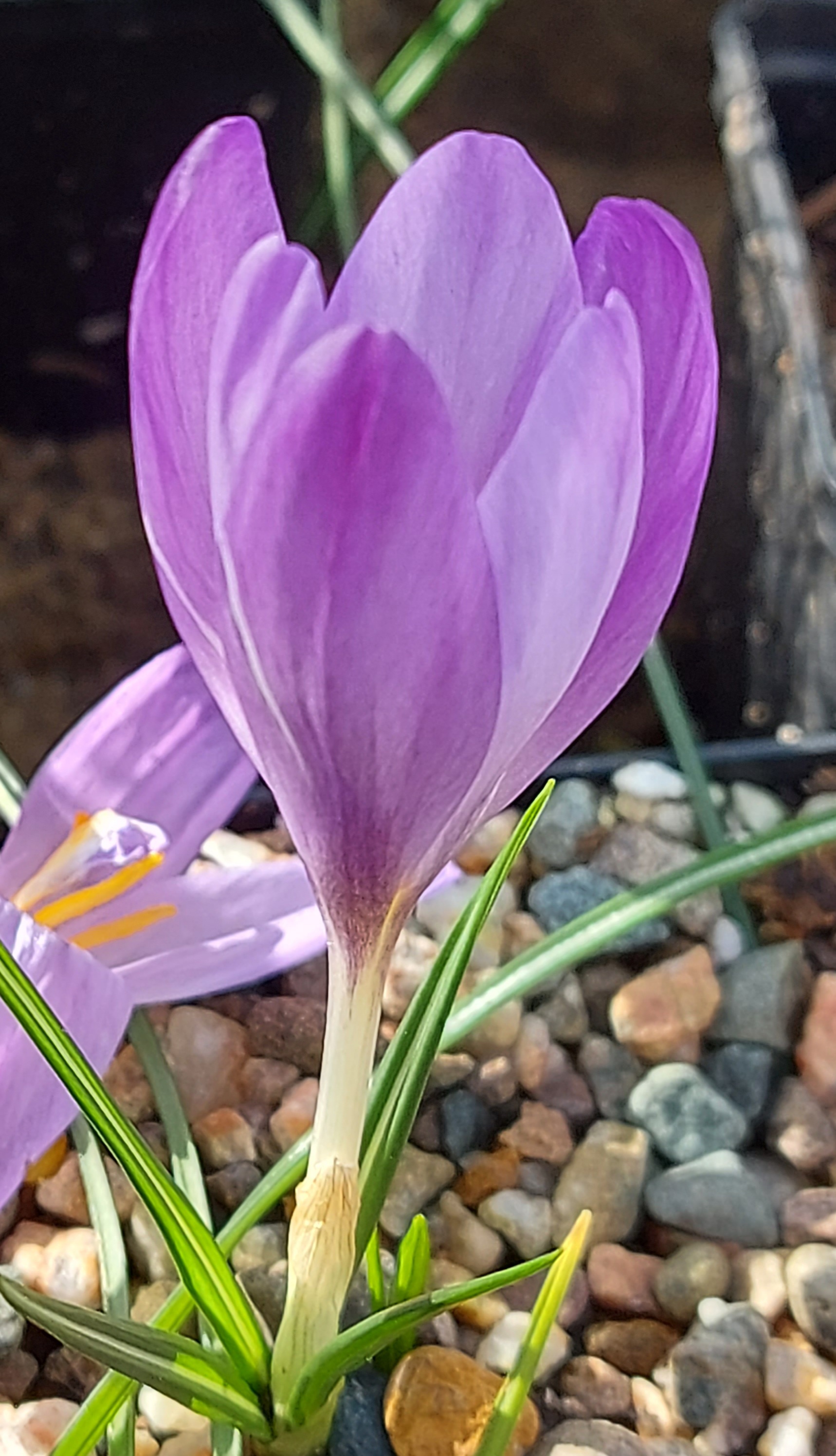 Crocus heuffelianus Uklip Strain