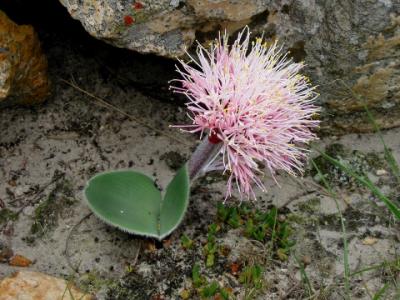 Haemanthus humilis ssp hirsutus