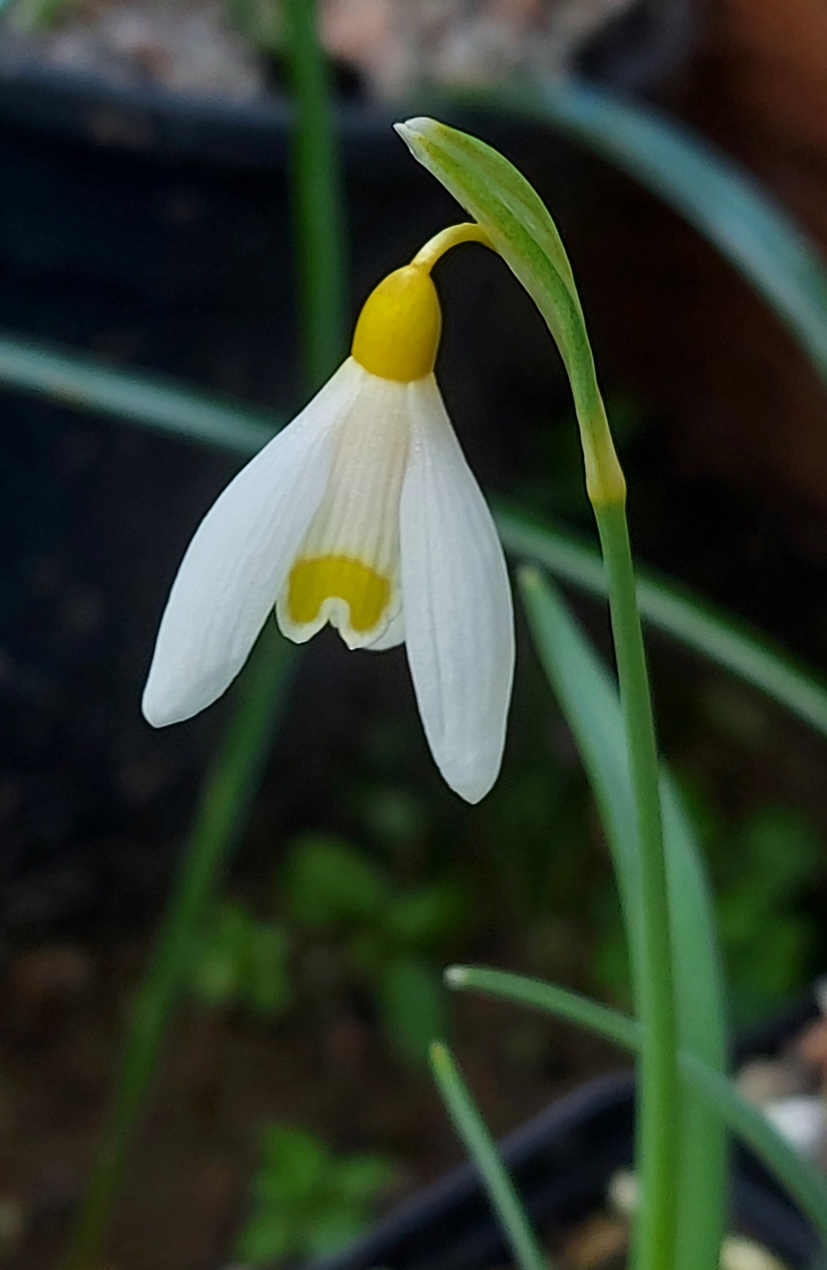 Galanthus Golden Cupido