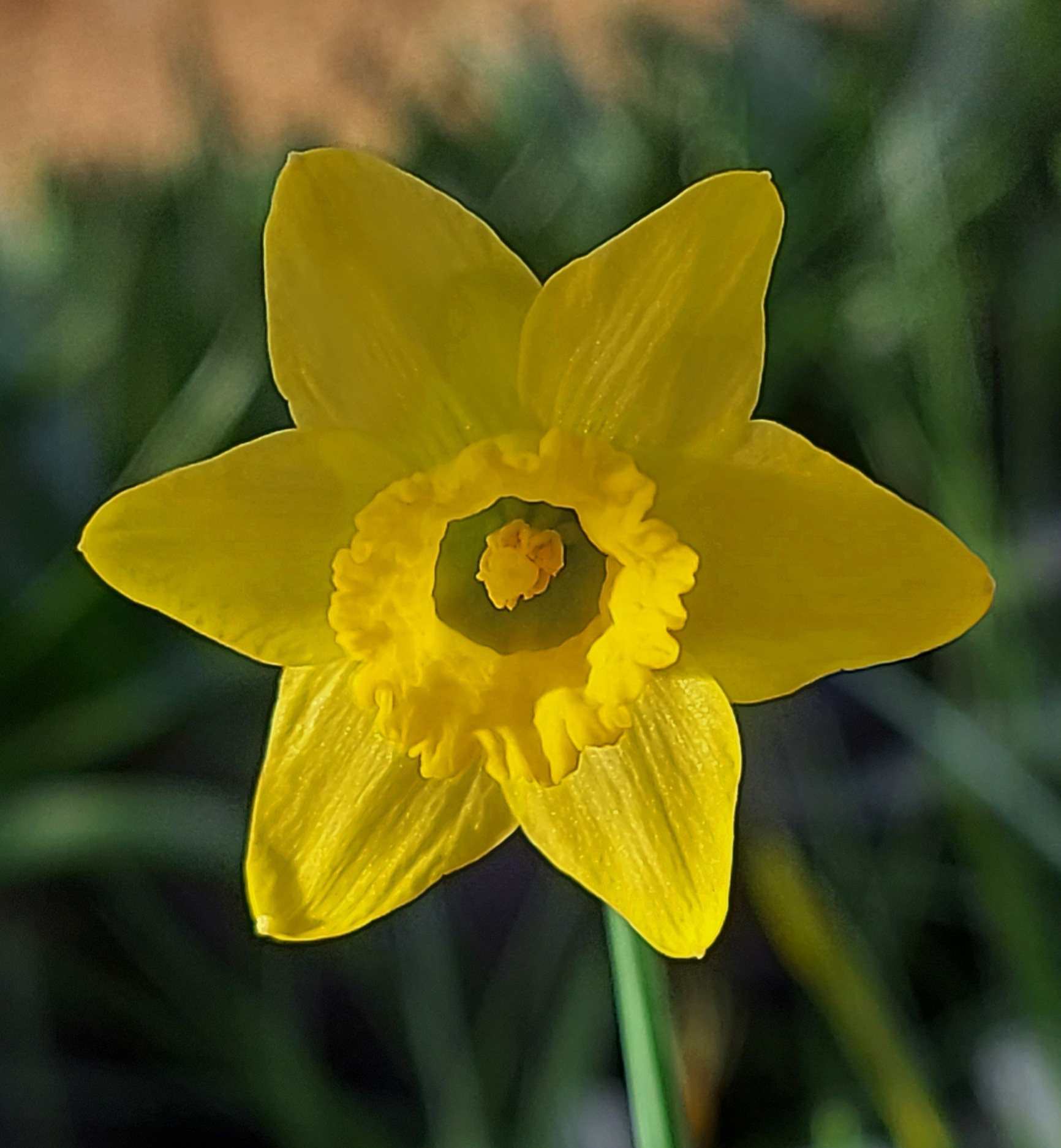Narcissus Scrum Half