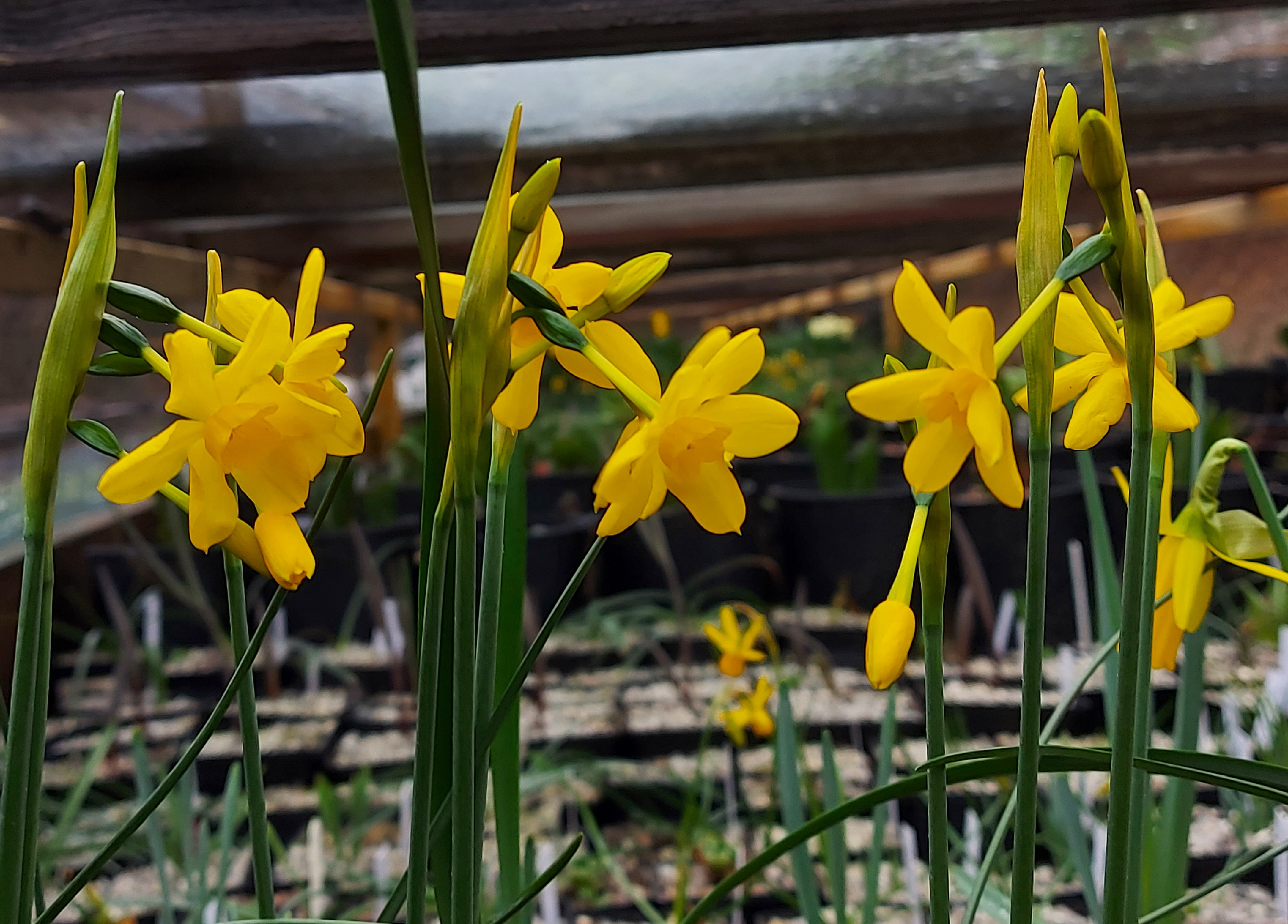 Narcissus fernandesii