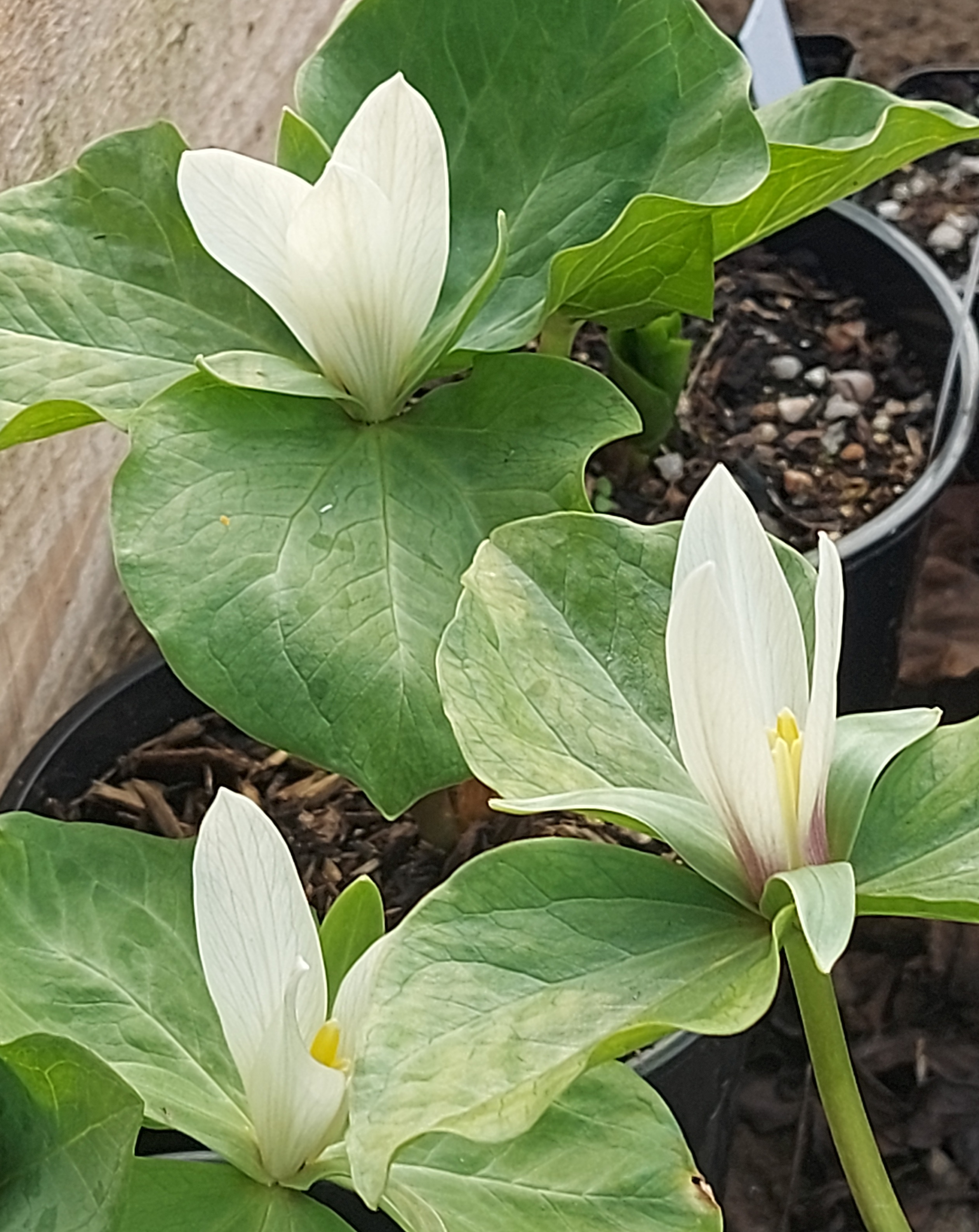 Trillium albidum