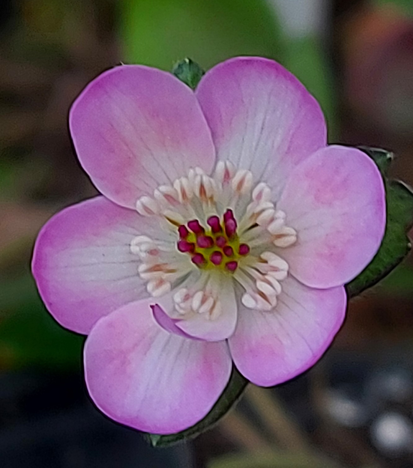 Hepatica pubescens