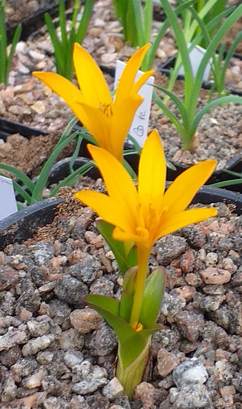 Colchicum luteum