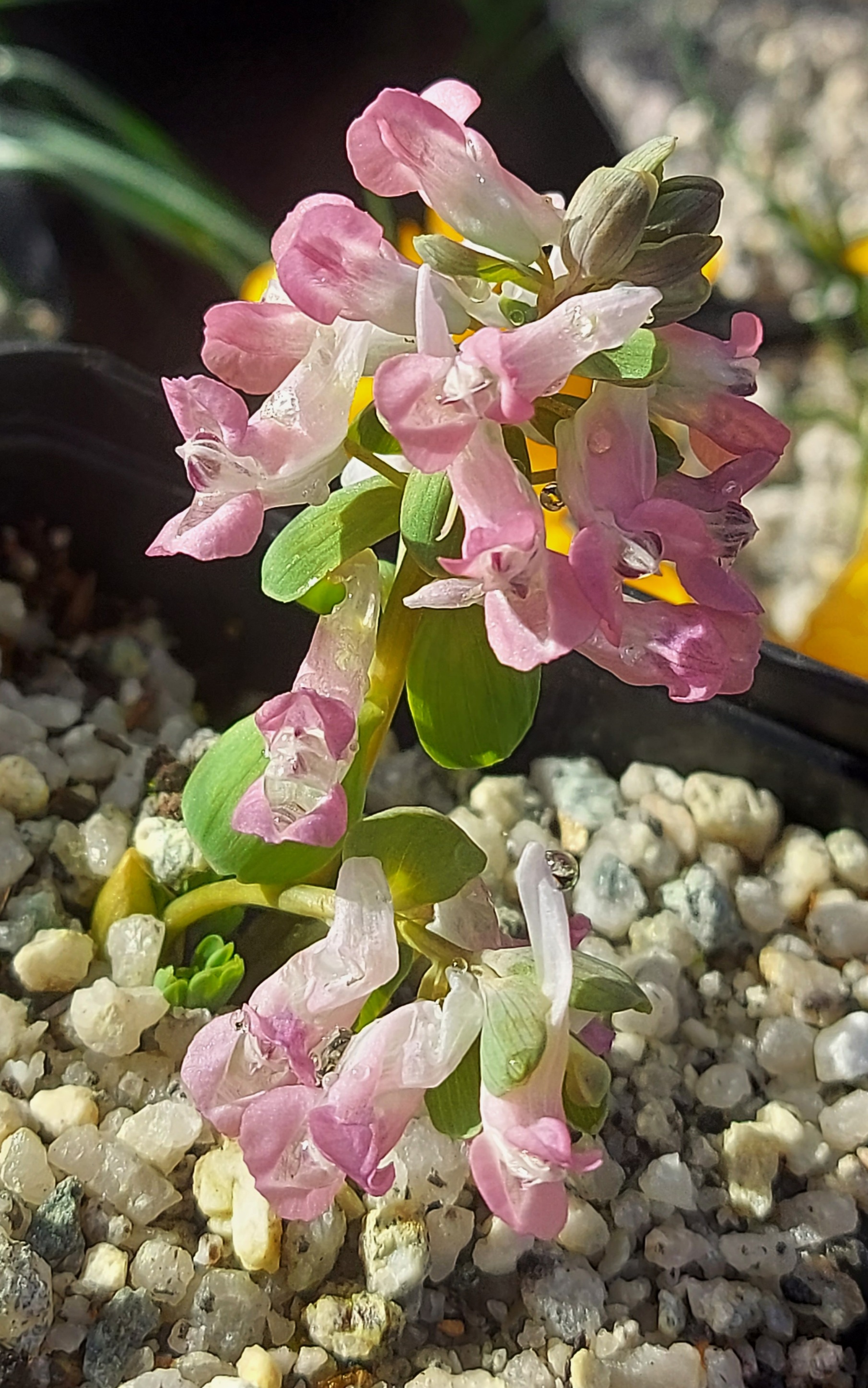 Corydalis Margareth