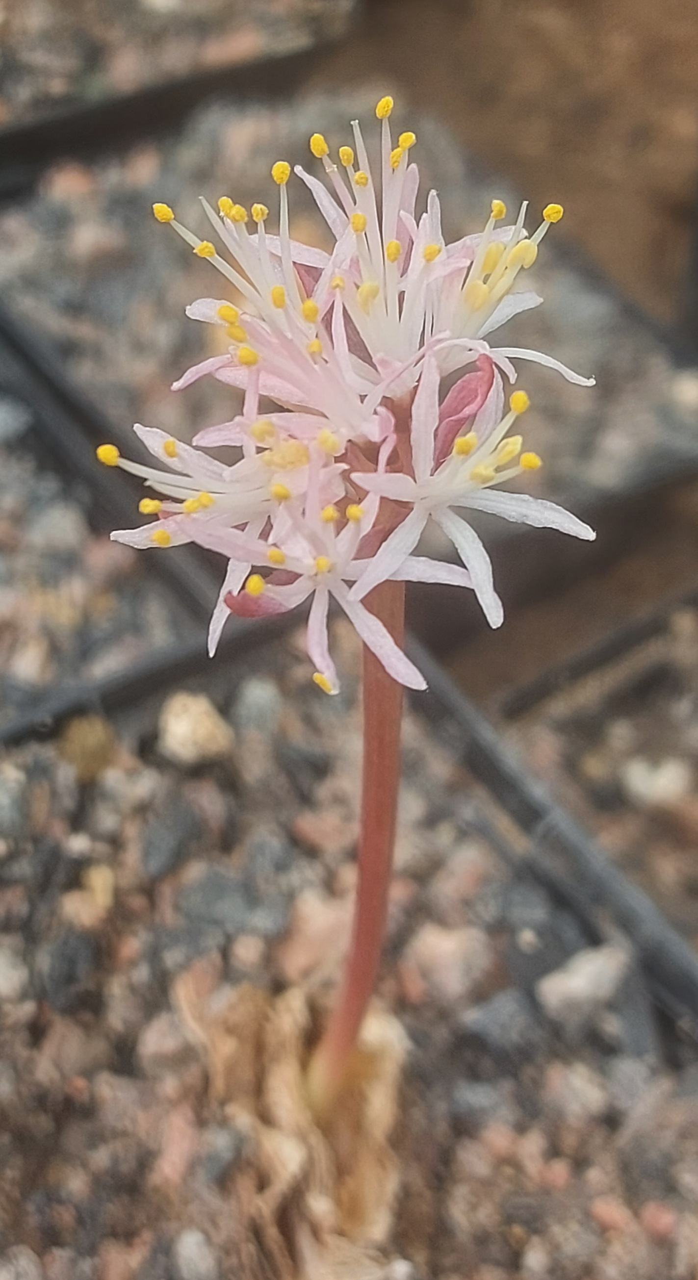 Haemanthus lanceifolius