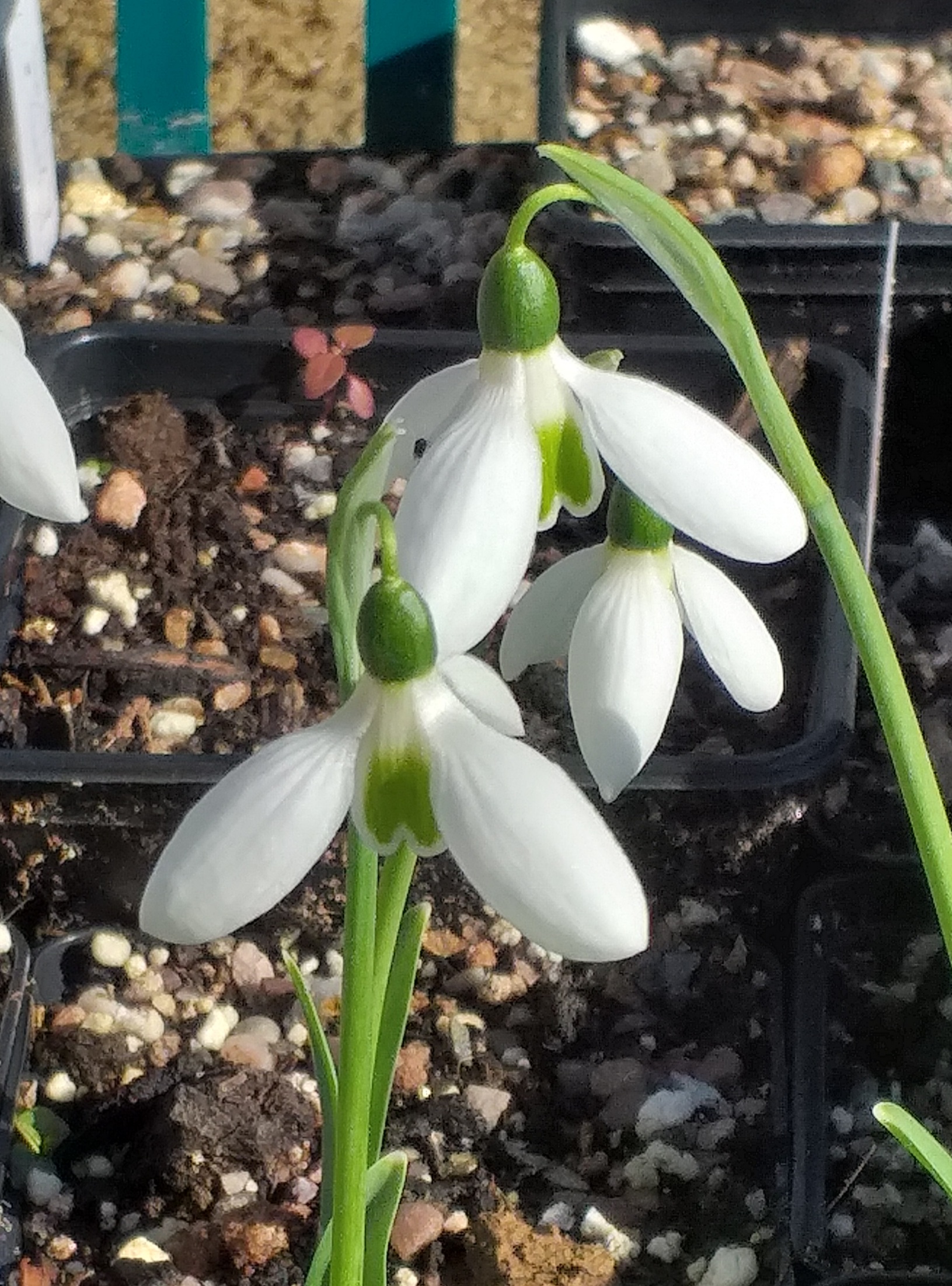 Galanthus Autumn Beauty