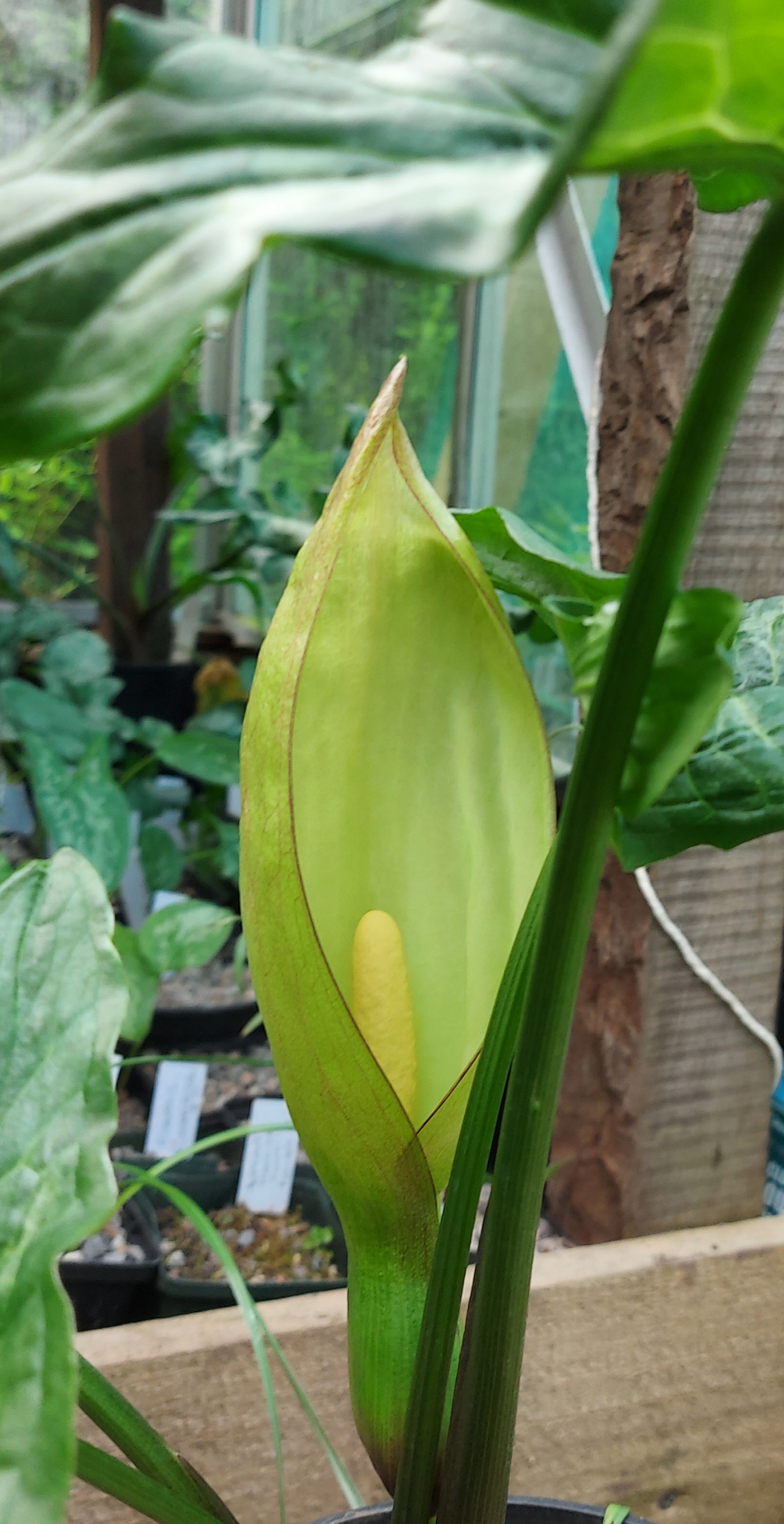 Arum italicum Godzilla