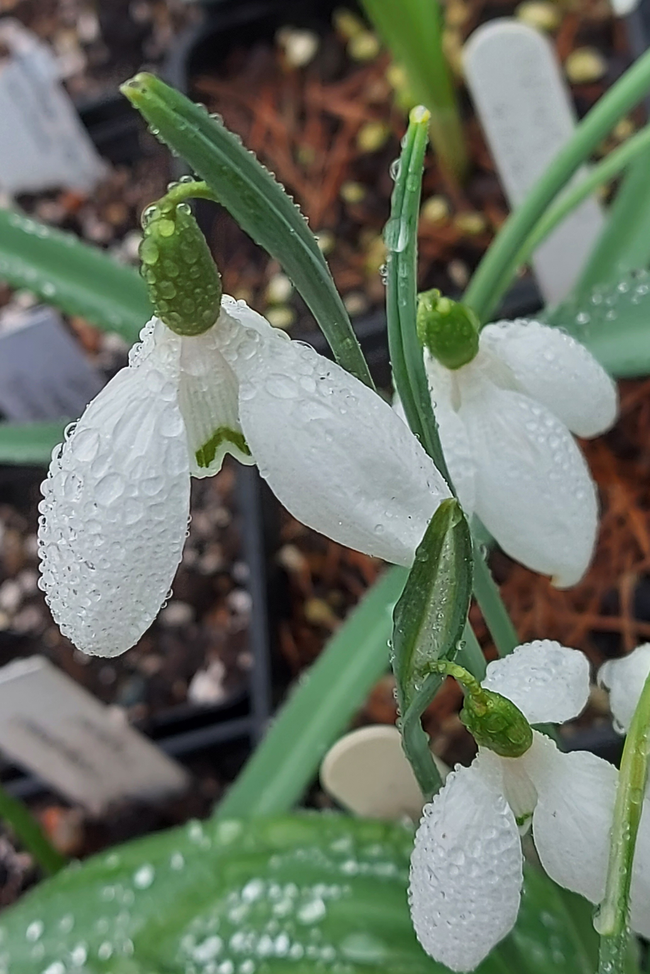 Galanthus Veratrum