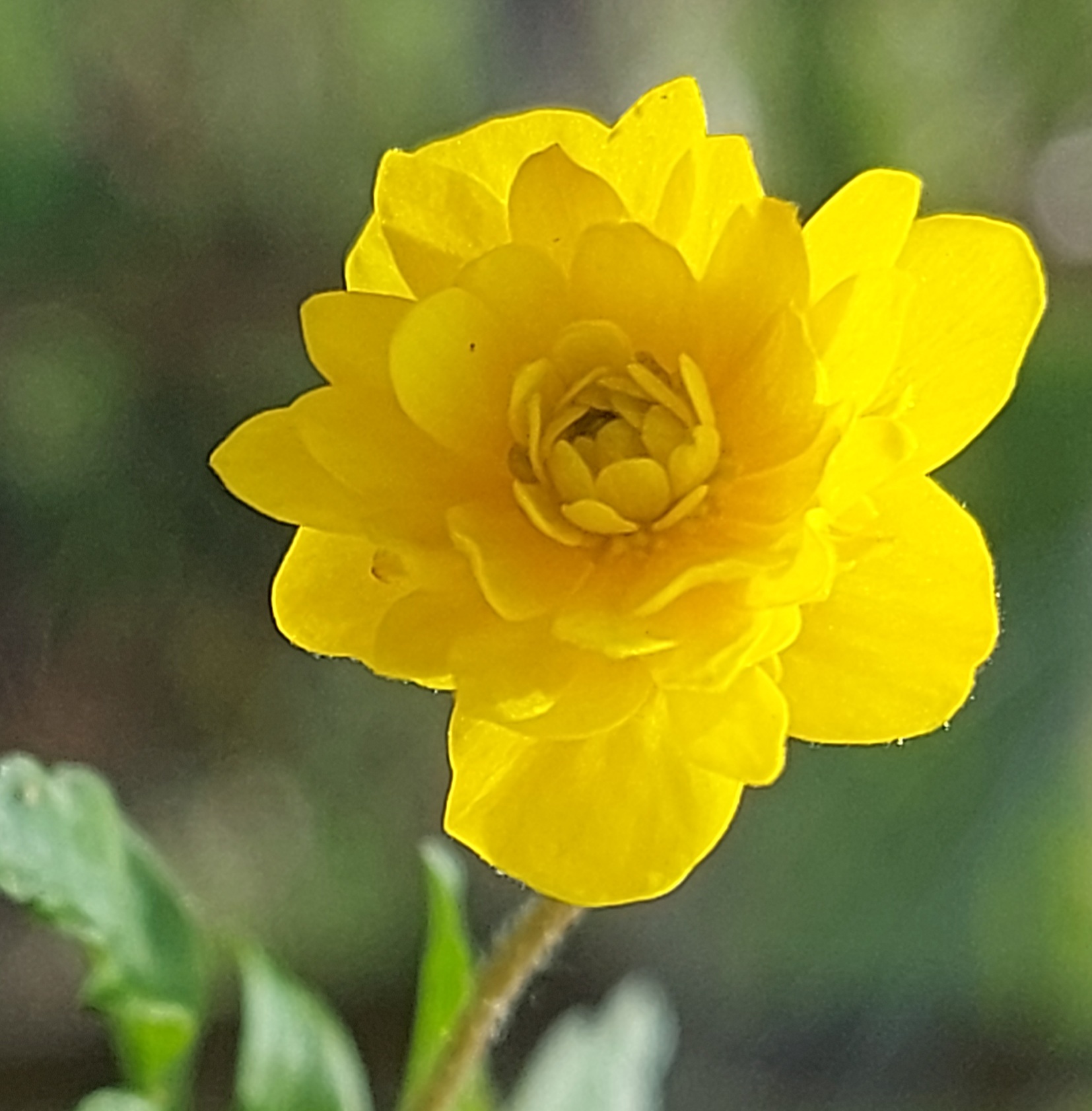 Anemone ranunculoides Piisa