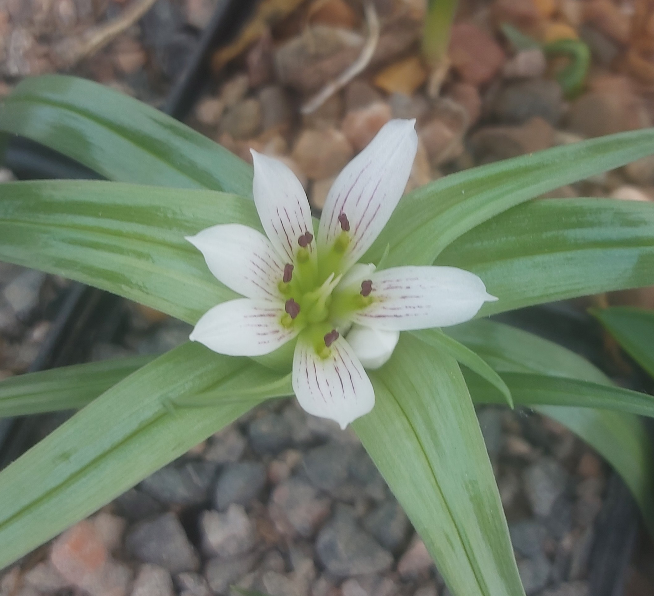 Androcymbium rechingeri