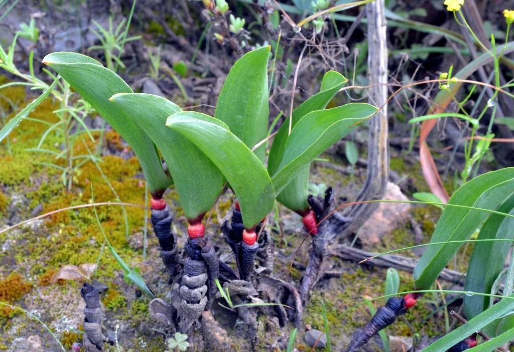 Eriospermum patentiflorum