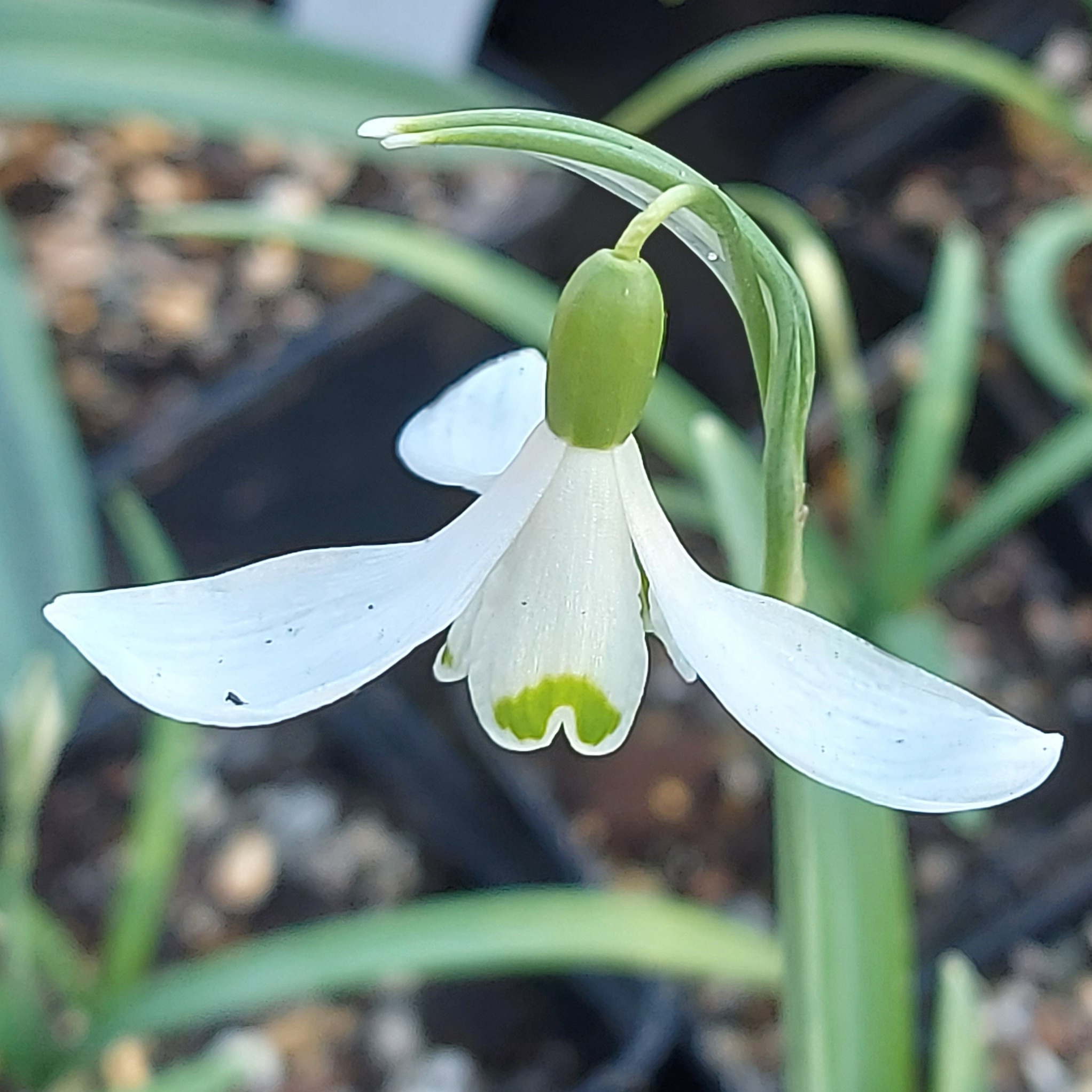 Galanthus Flight of Fancy