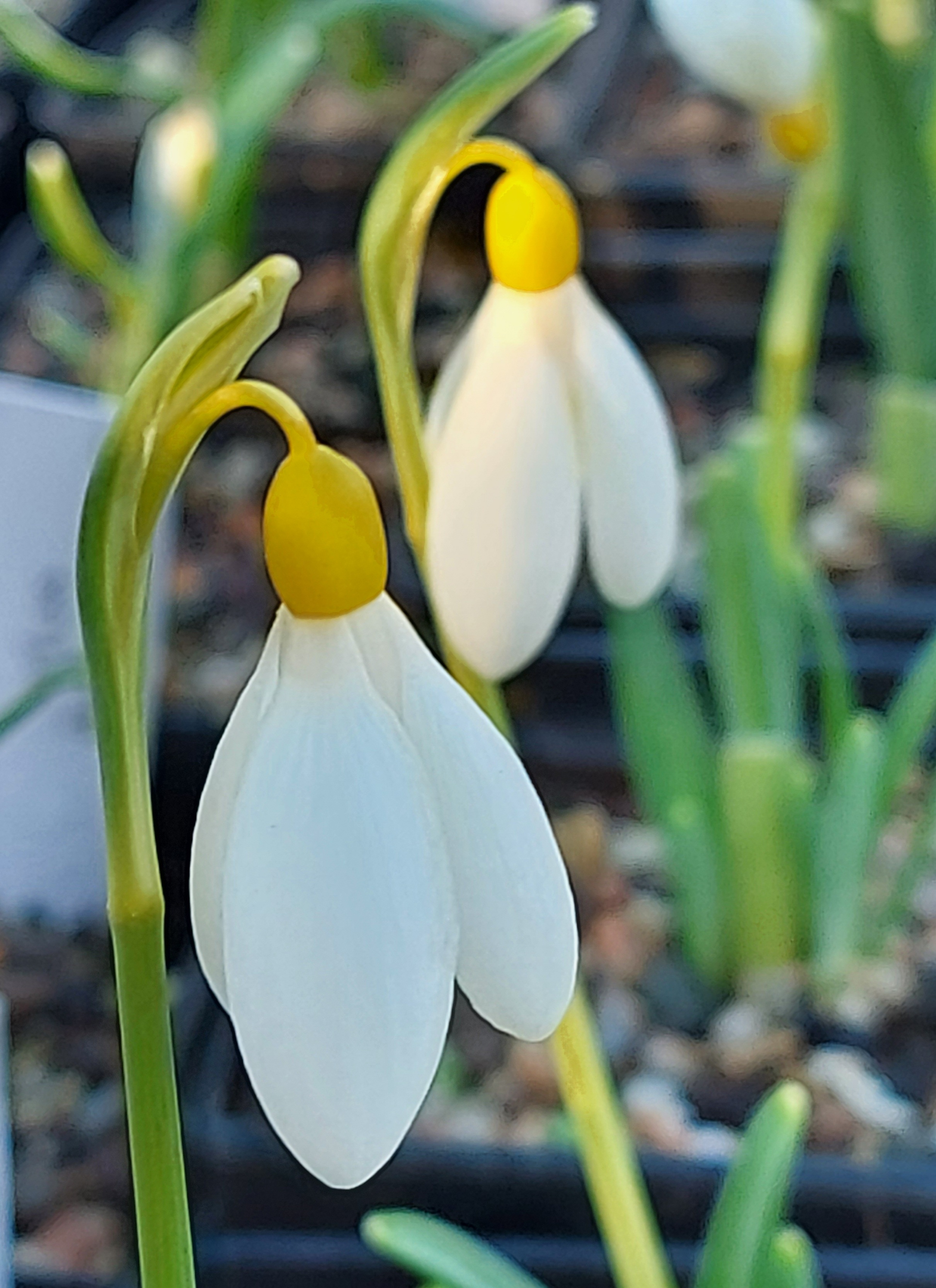 Galanthus Madelaine