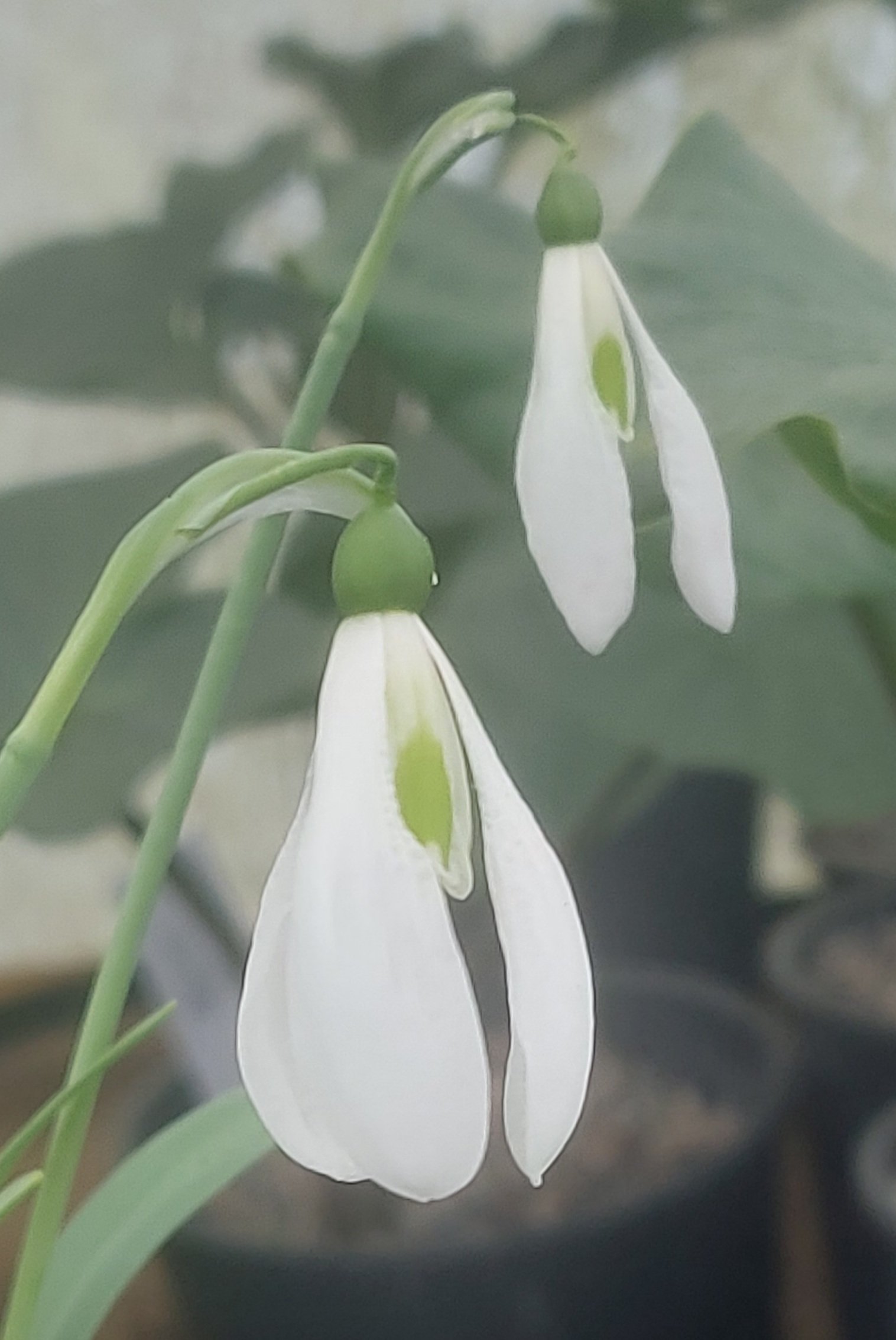 Galanthus Else Grollenberg