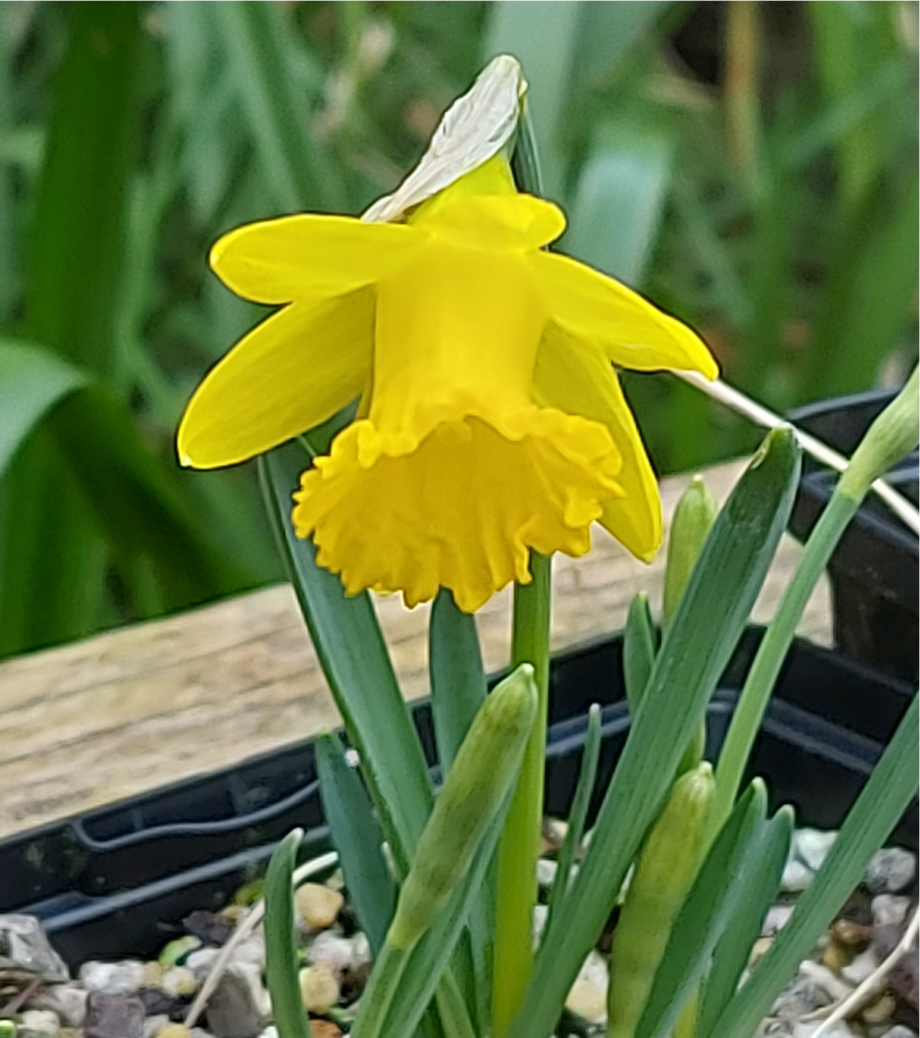 Narcissus minor Douglasbank