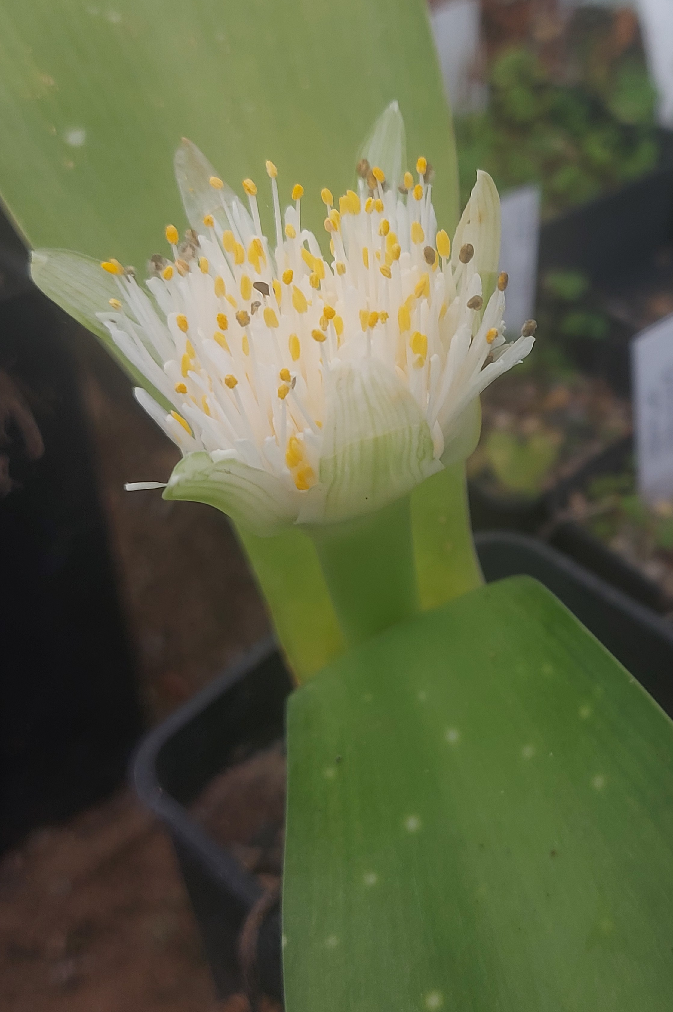 Haemanthus albiflos Spotted Form