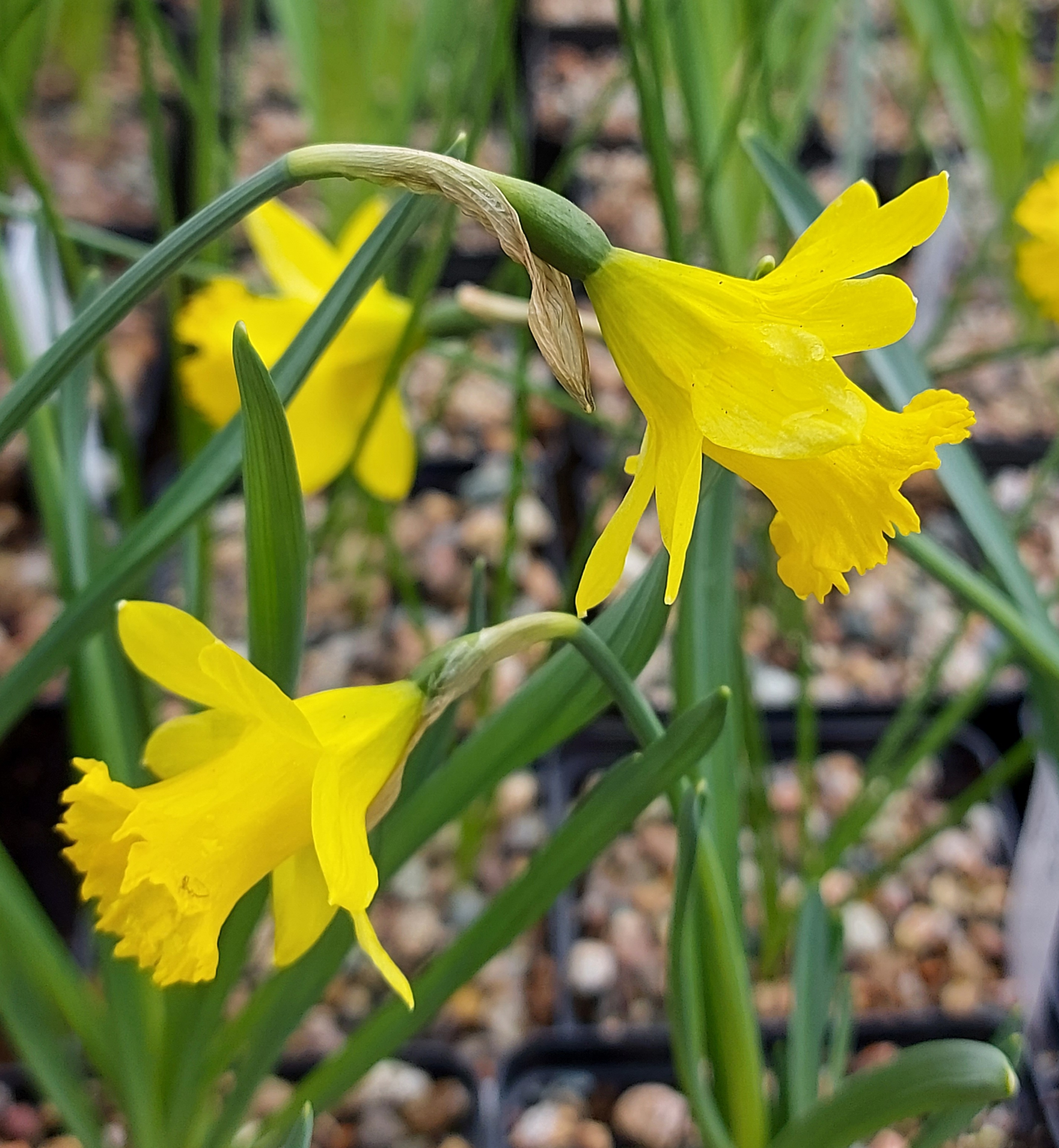 Narcissus Gambas